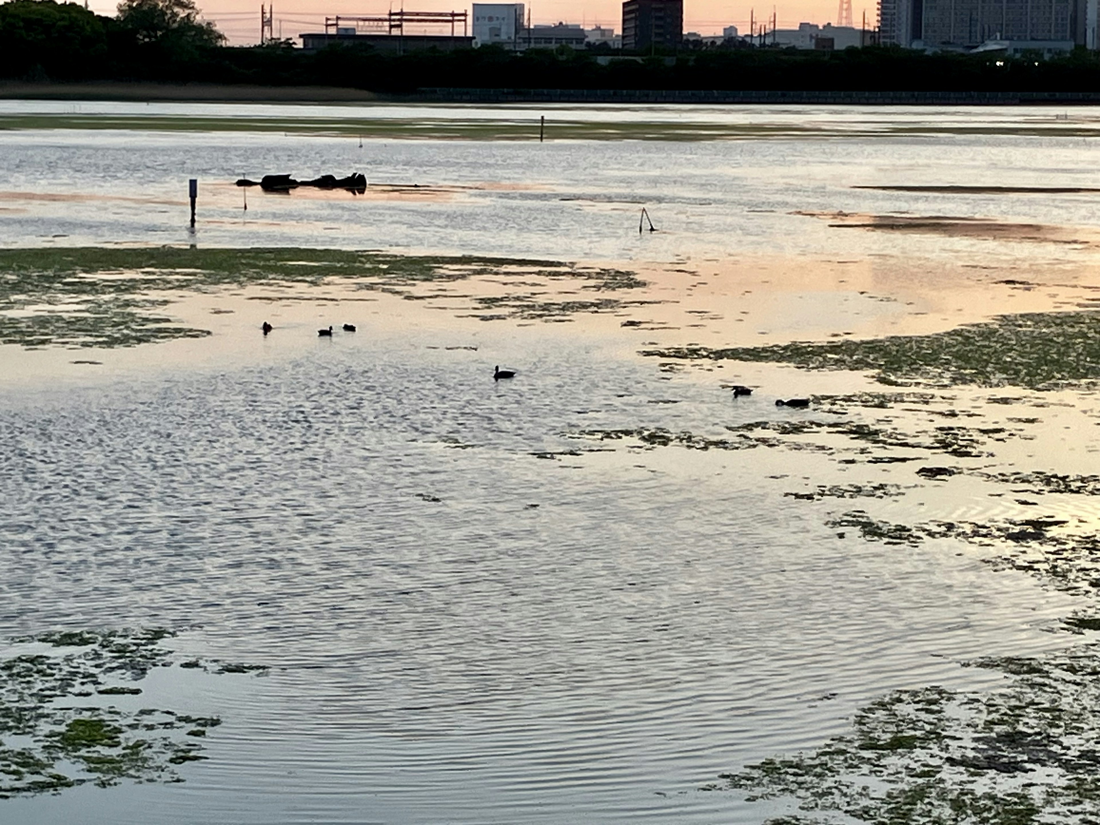 静かな水面に浮かぶ水草と夕焼けの反射が美しい風景