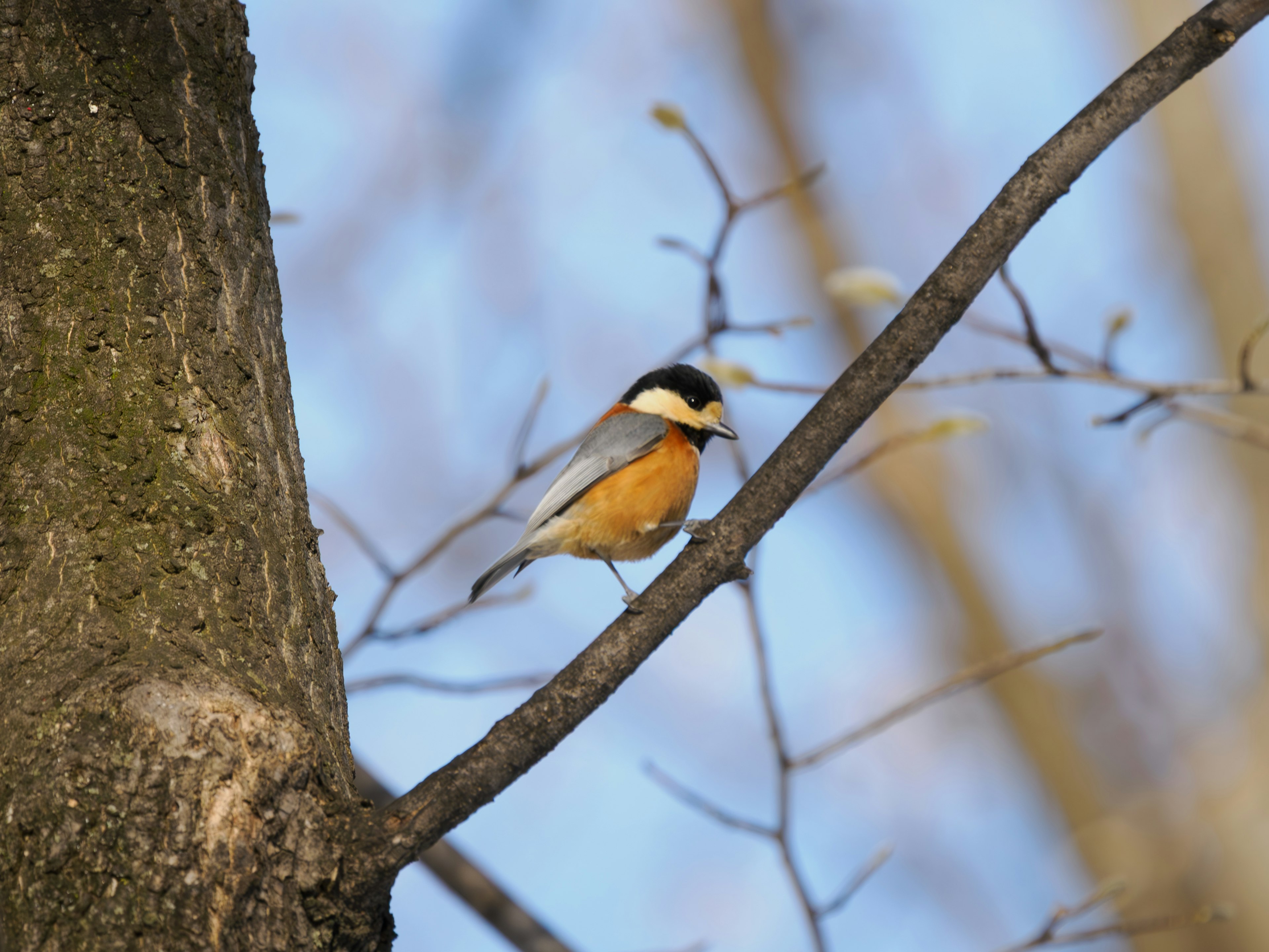 Un pequeño pájaro naranja posado en una rama con un cielo azul de fondo