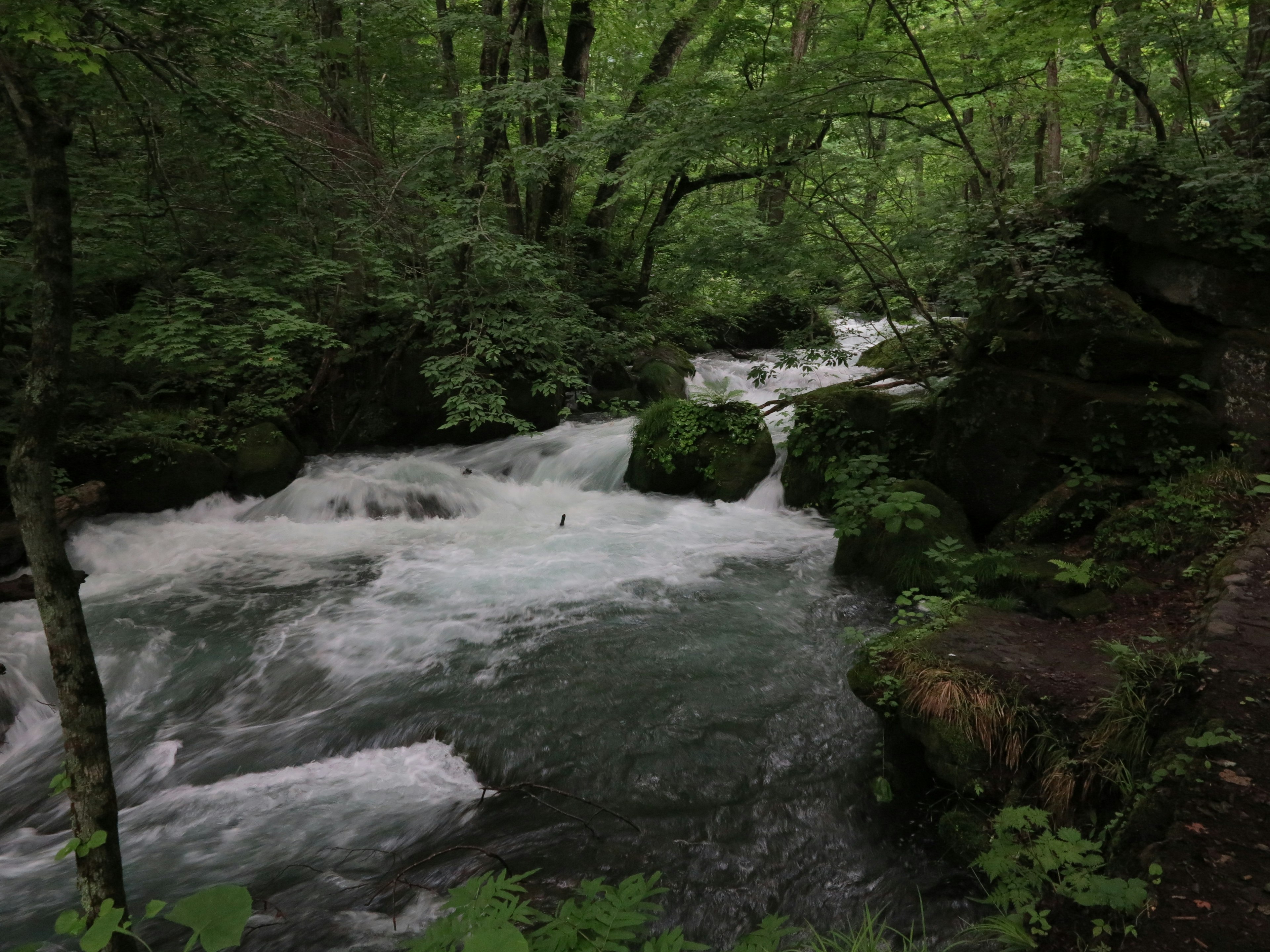 Rapid river flowing through a lush green forest