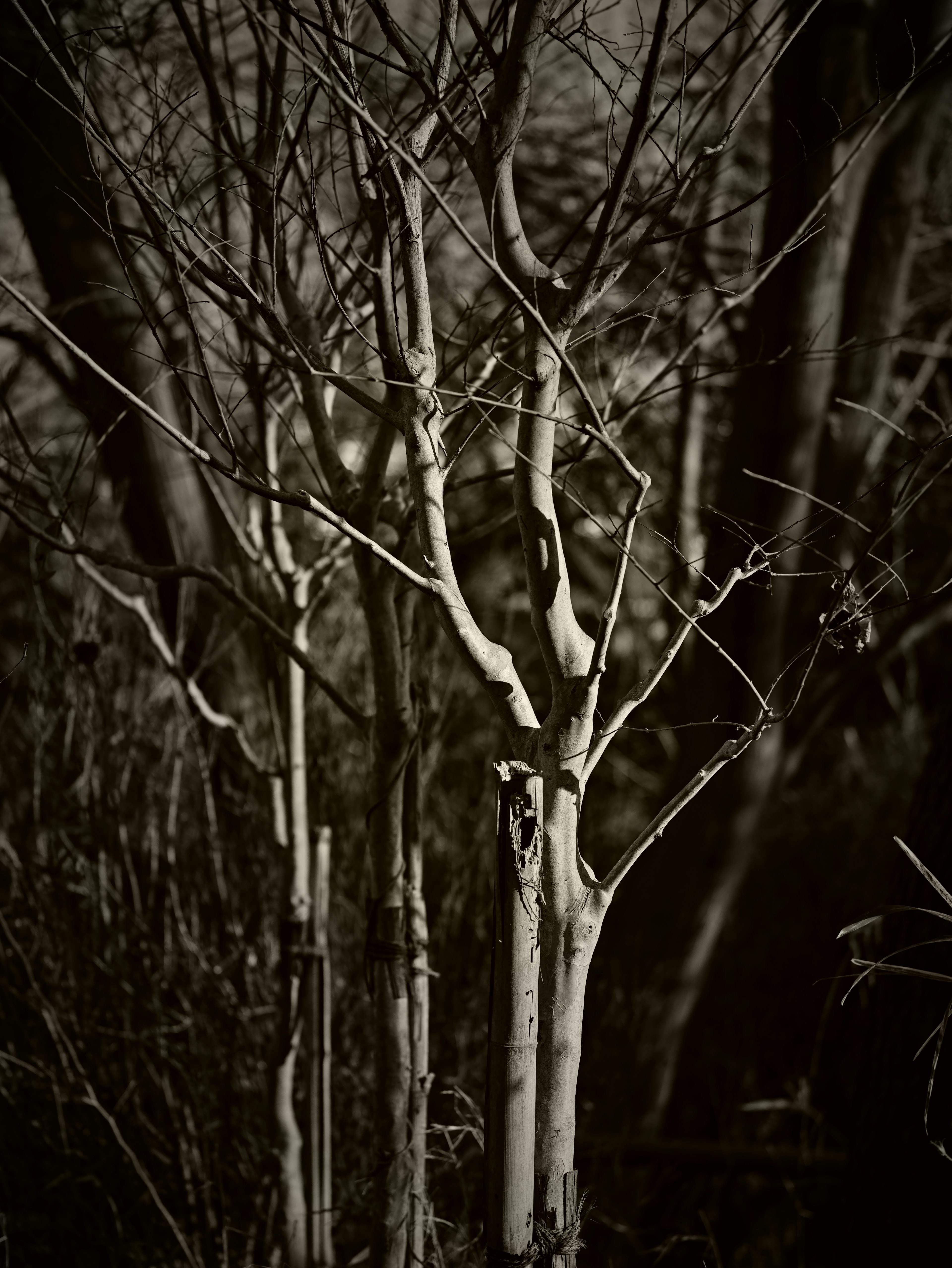 Fusti e rami di alberi sottili che si ergono contro uno sfondo scuro