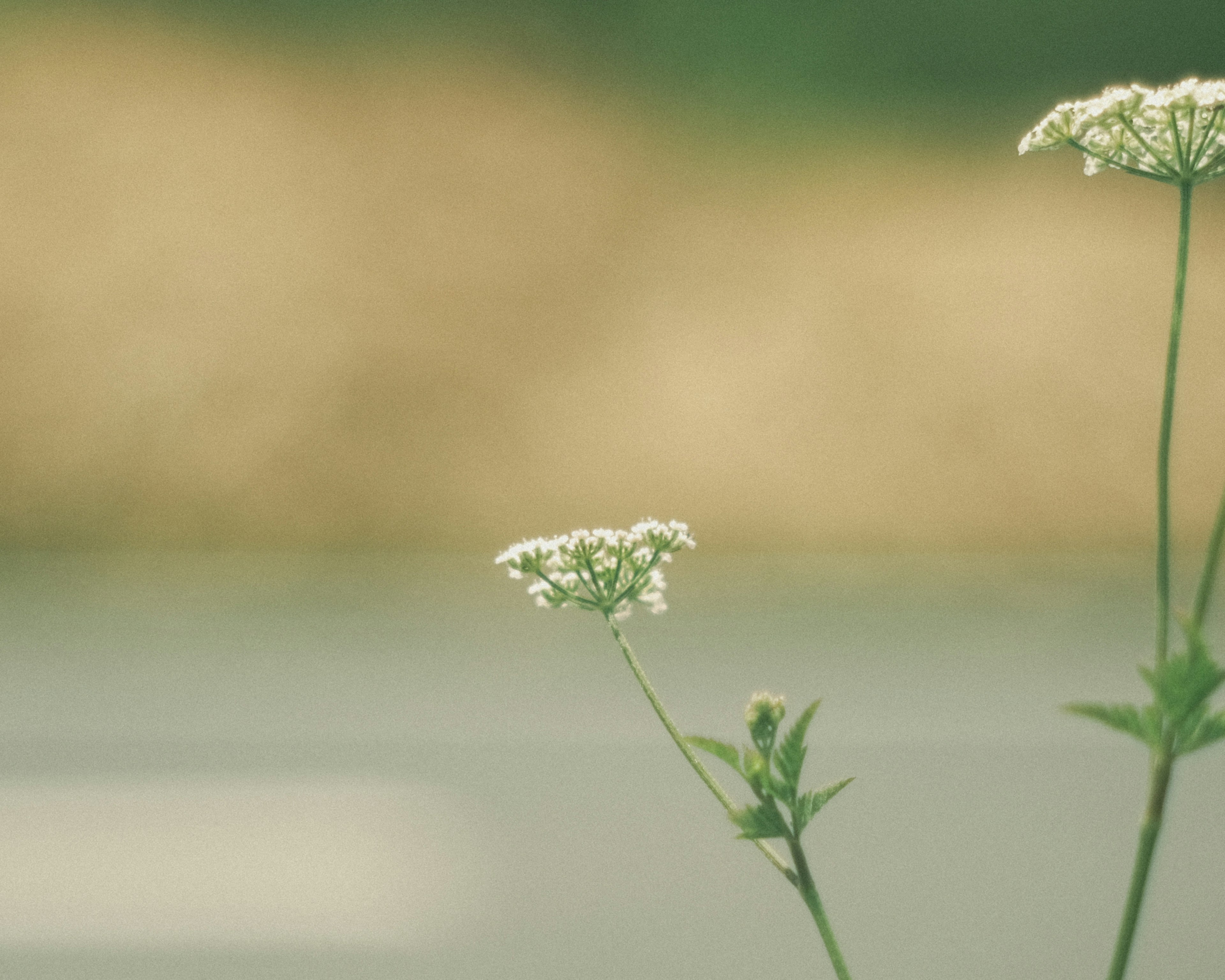 Un petit groupe de fleurs blanches sur une tige verte avec un arrière-plan flou