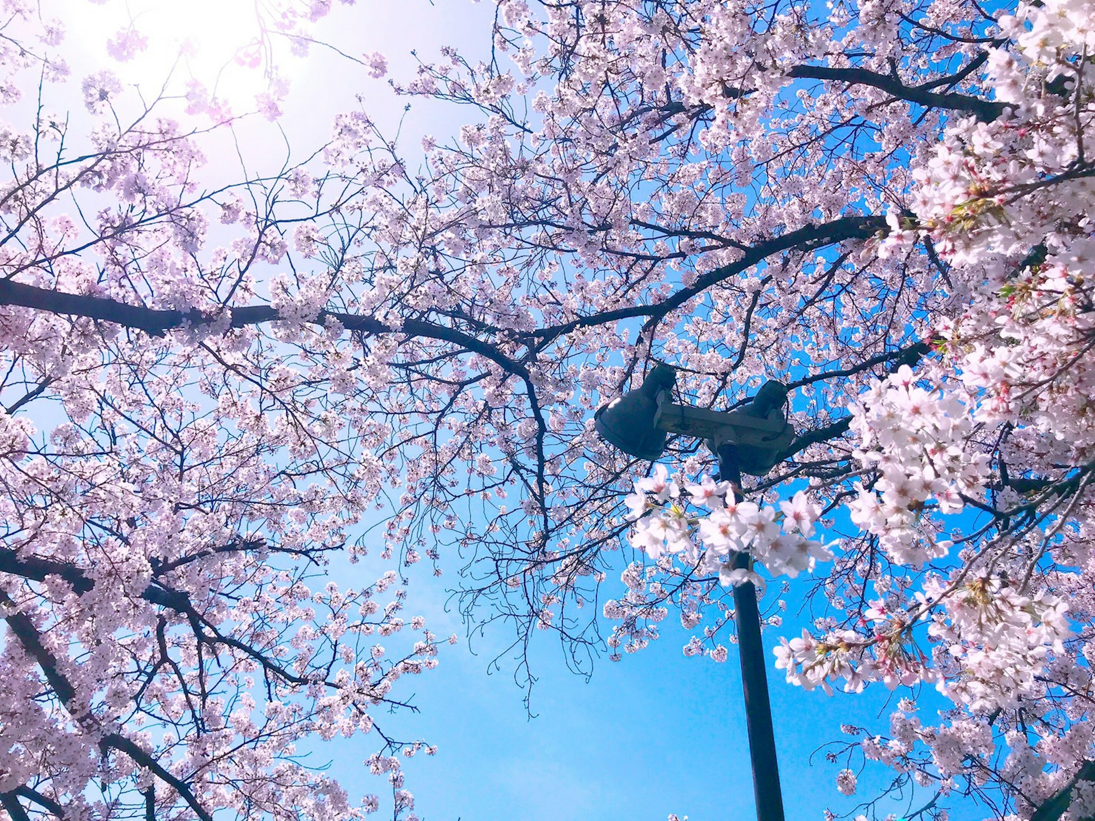 View of cherry blossoms under a blue sky with a street lamp