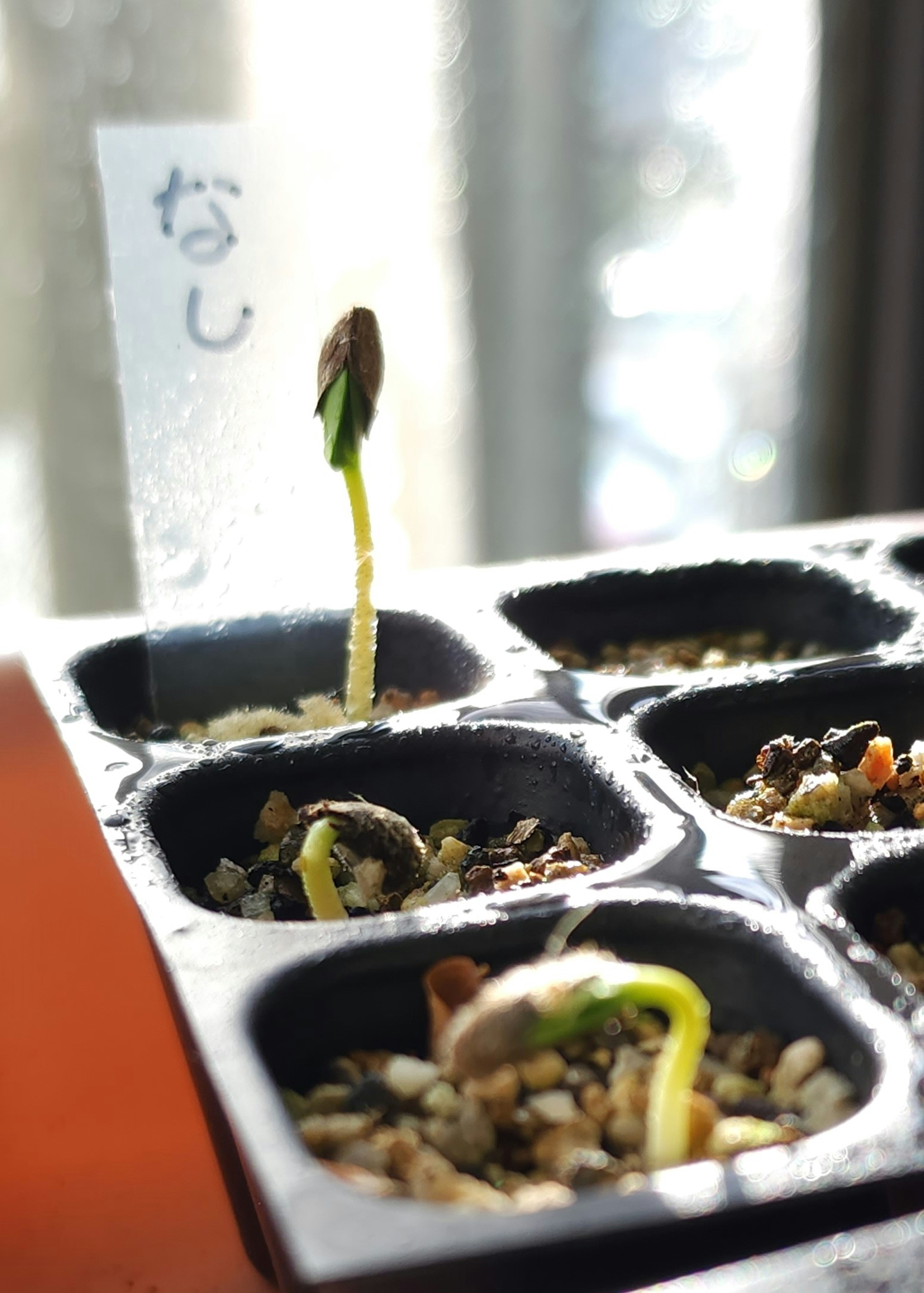 Photo of small sprouts emerging from soil in seedling trays