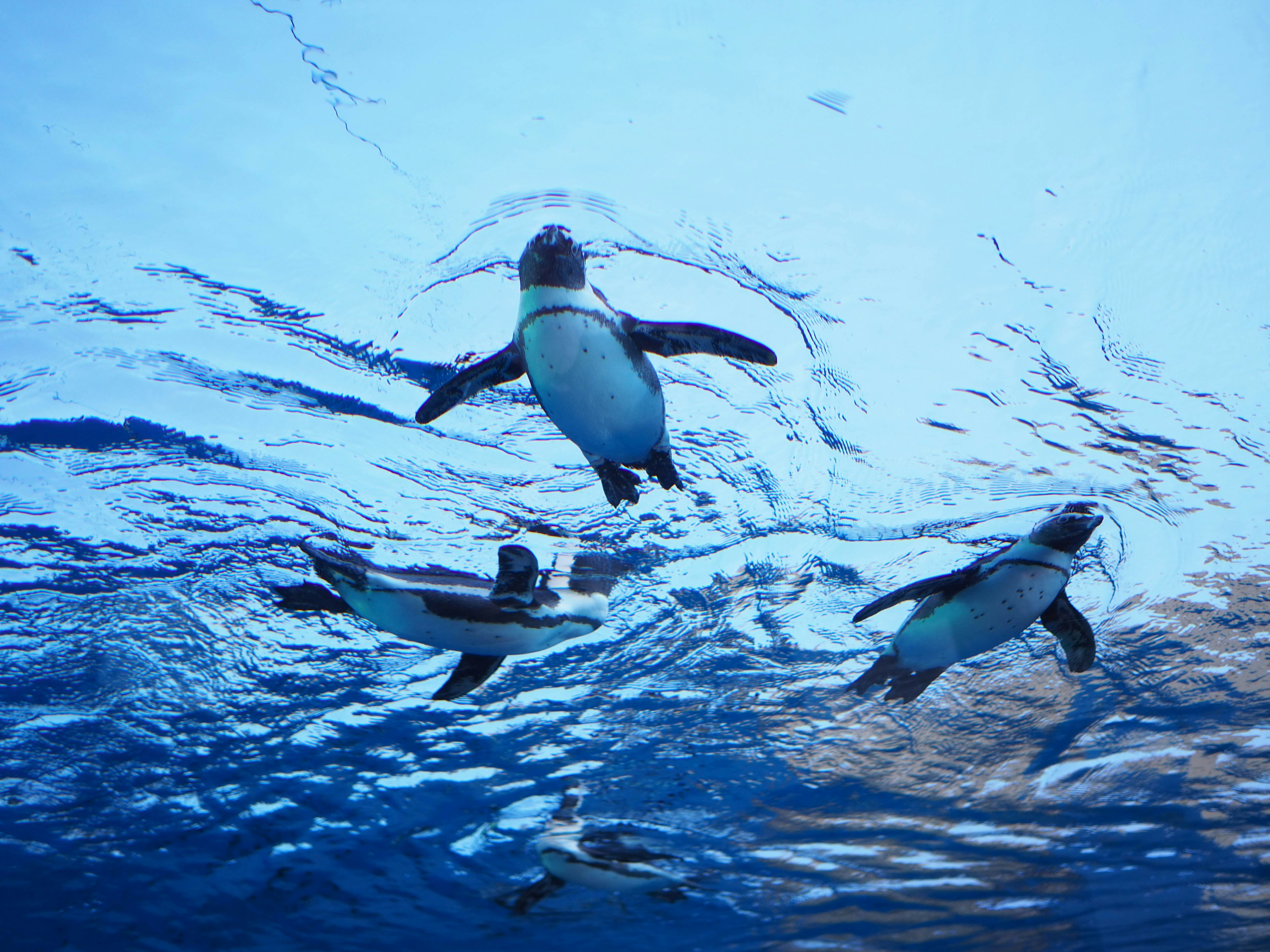 A group of penguins swimming underwater with reflections on the blue surface