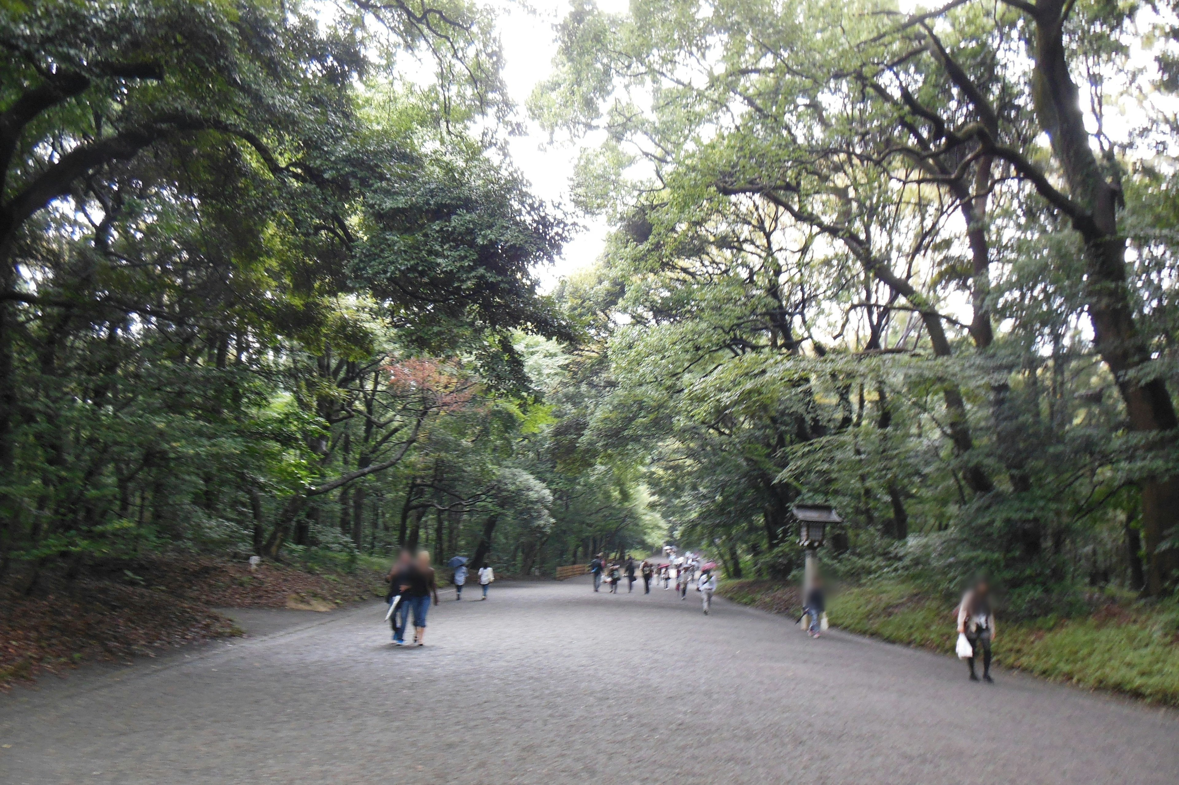 Sentiero panoramico attraverso una foresta lussureggiante con persone che camminano