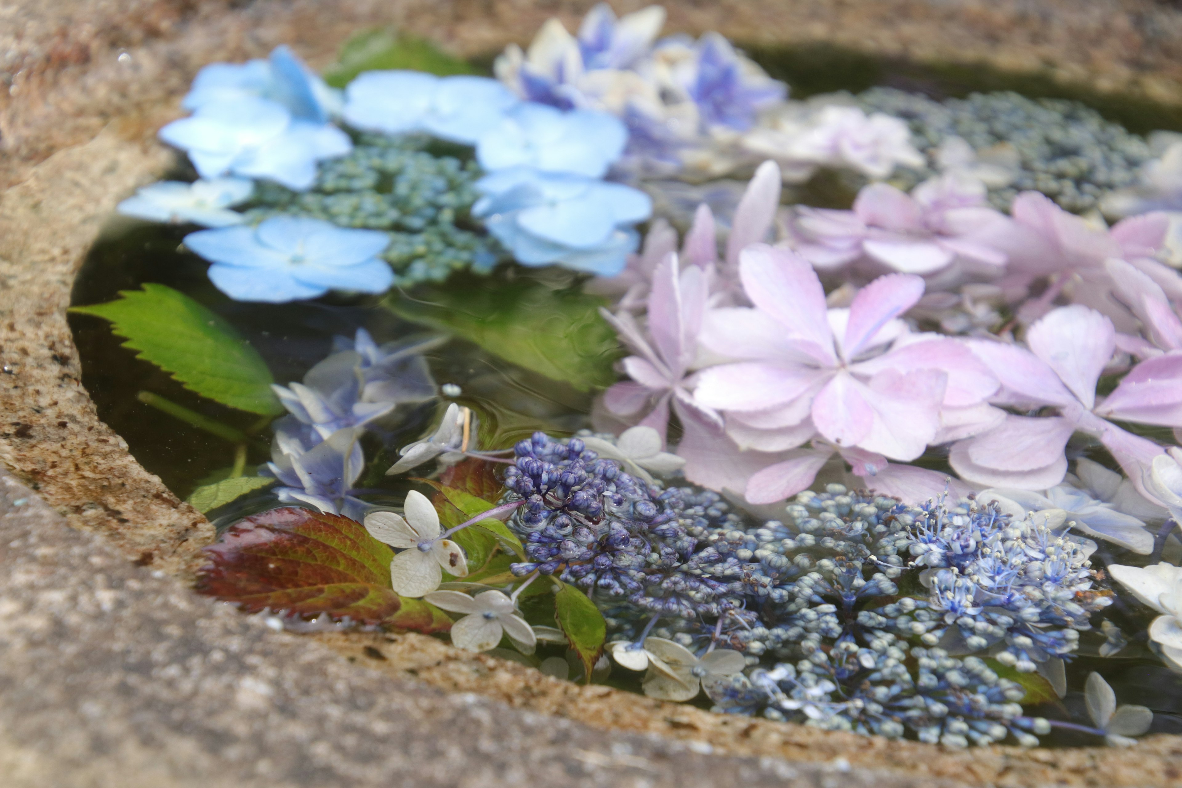 水に浮かぶ青い花と紫の花が見える石の皿