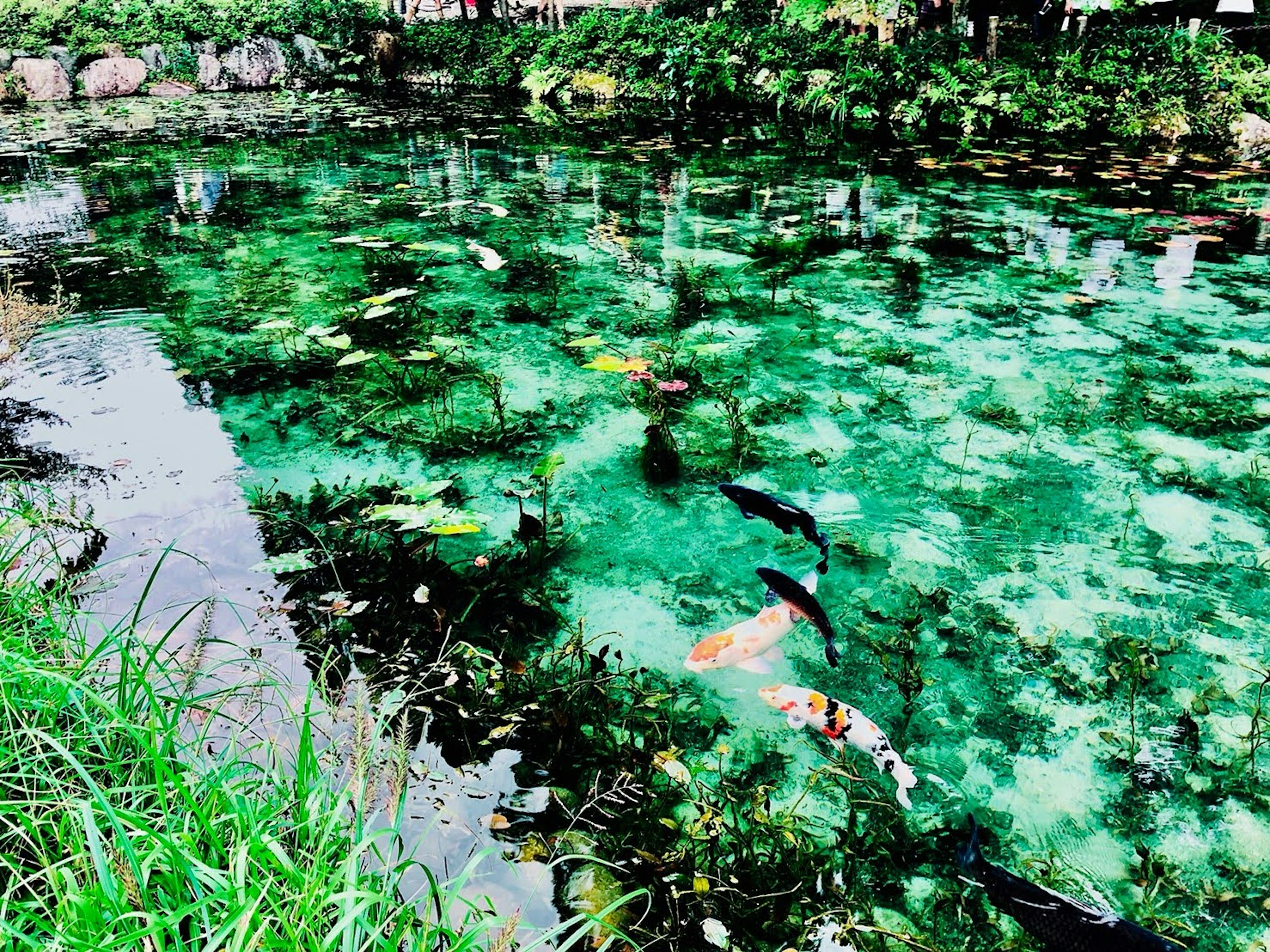 静かな池に泳ぐ色とりどりの鯉と緑の水草