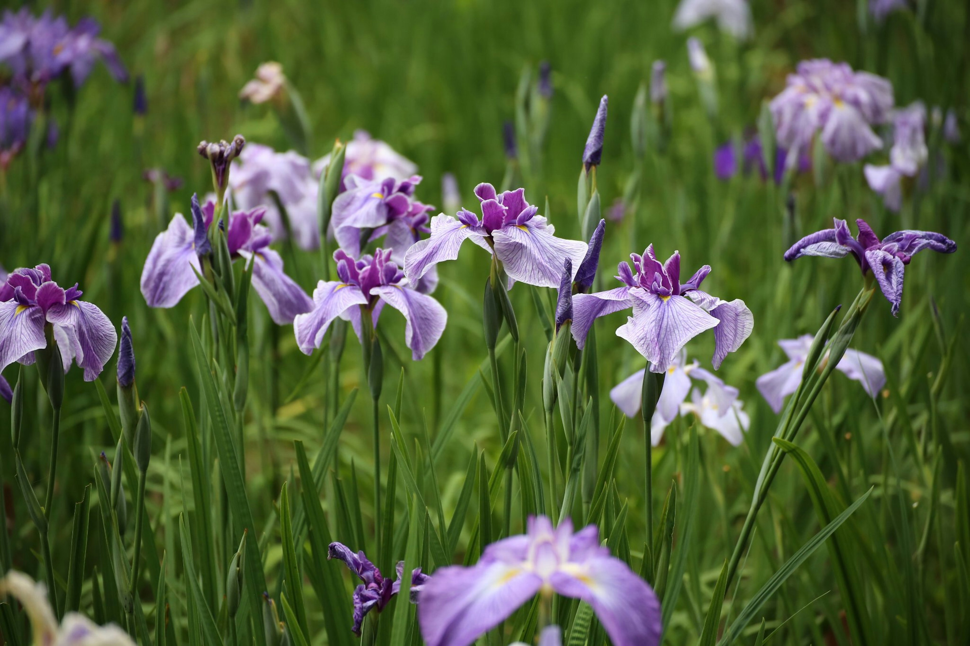 Ein Feld mit blühenden lila Blumen umgeben von grünem Gras