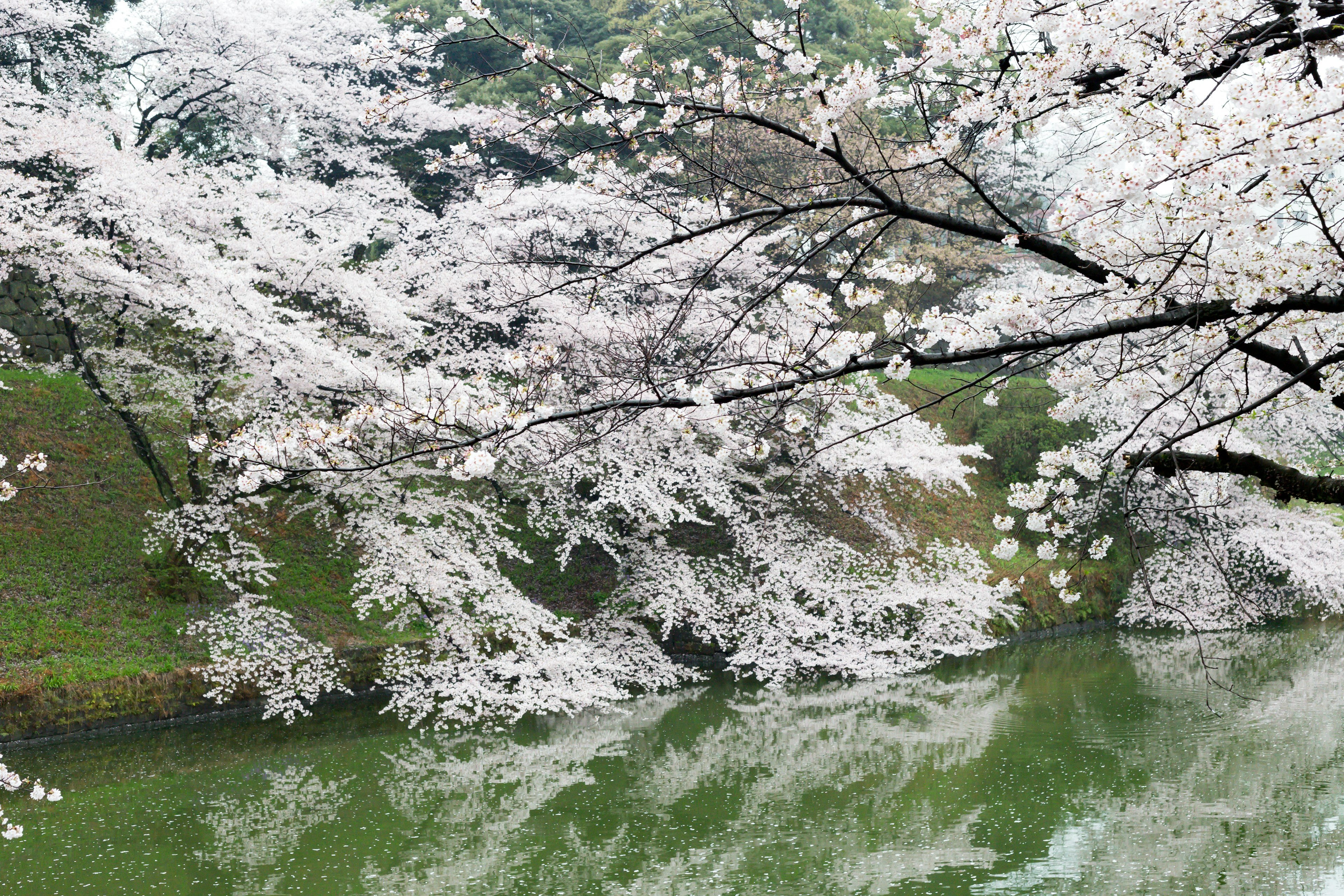 Bellissimi alberi di ciliegio che si riflettono sulla superficie dell'acqua