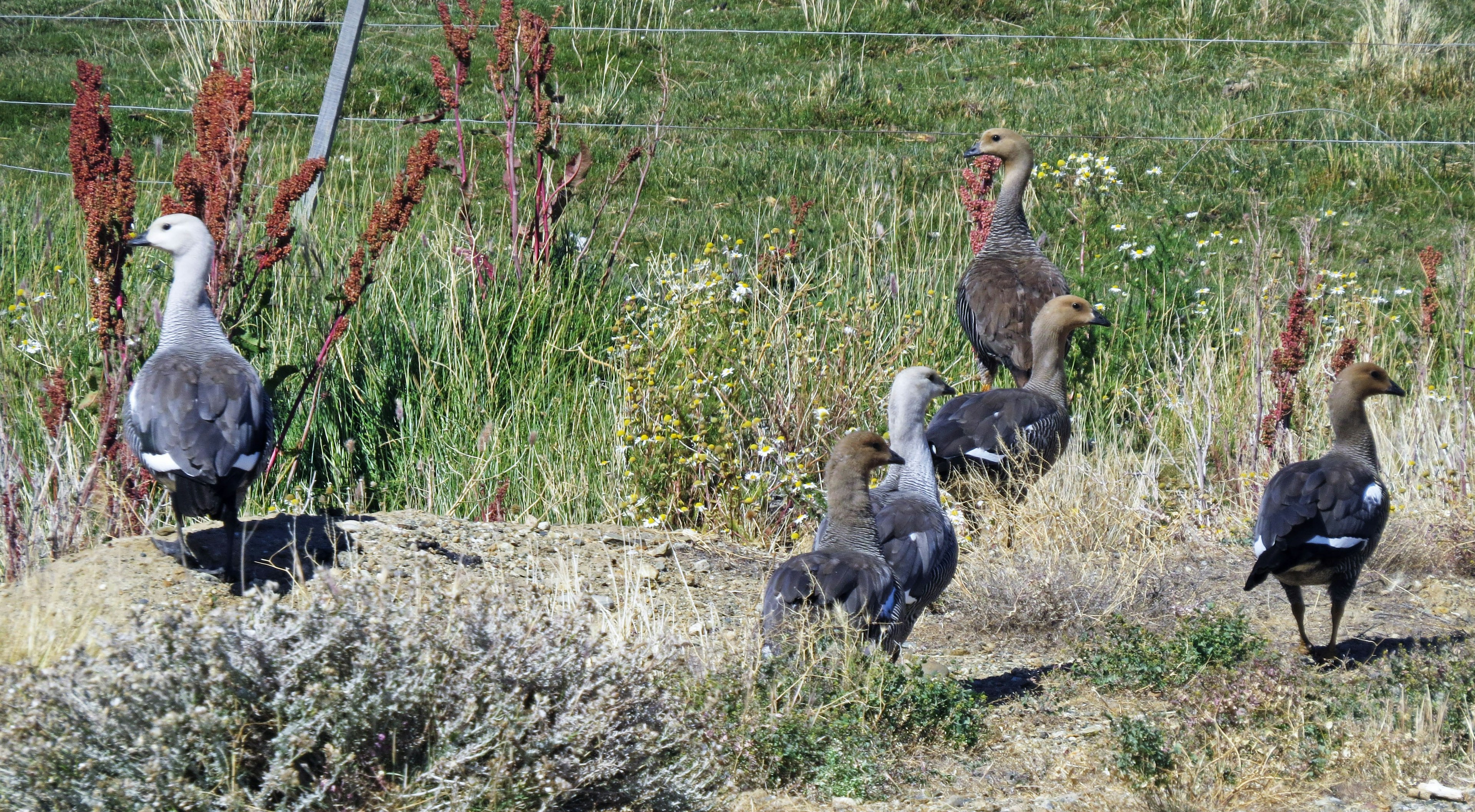 Several geese standing in a field with greenery