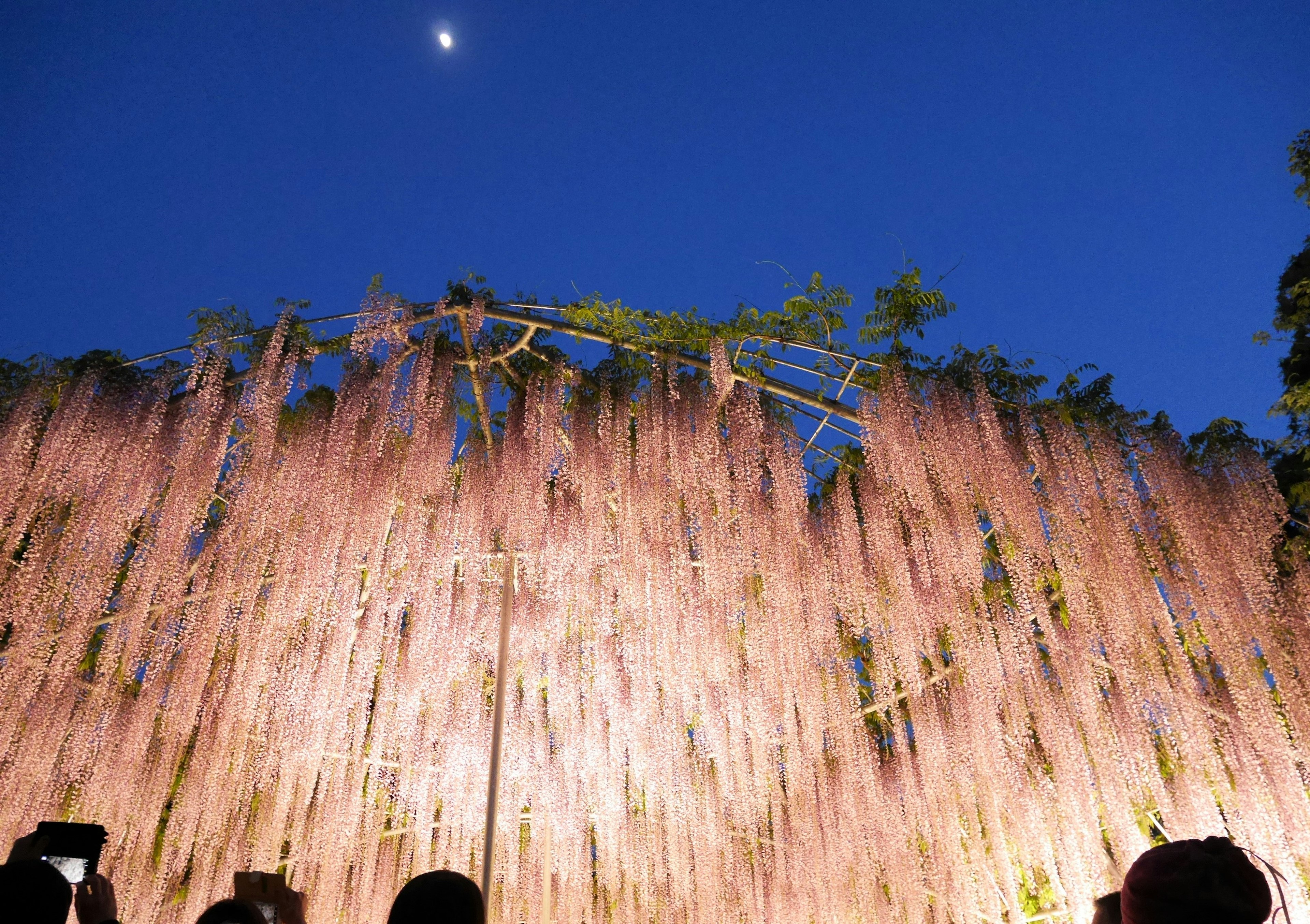 夜空に浮かぶ月の下で照らされた藤の花が美しい