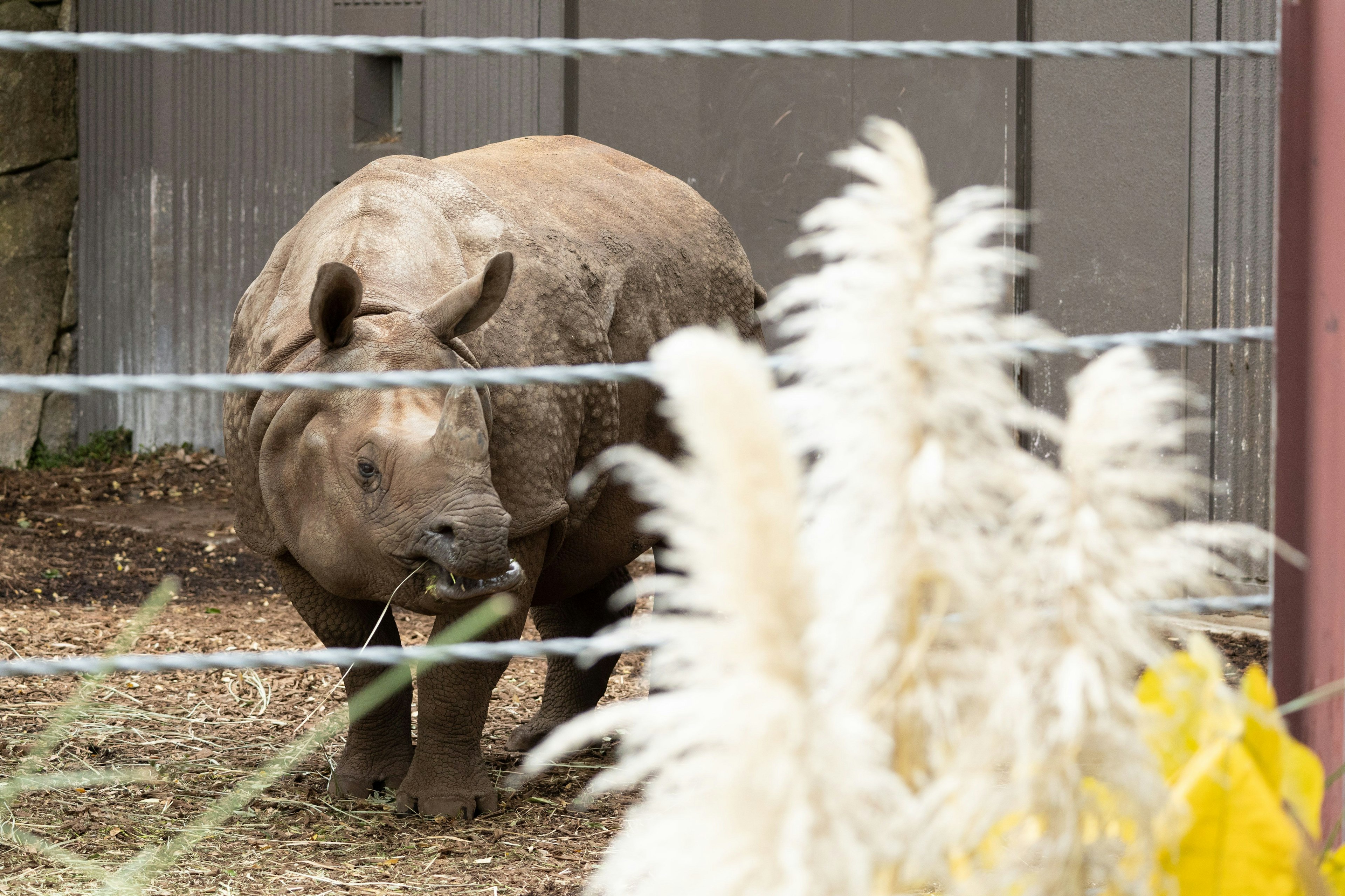 Rhinocéros mangeant de l'herbe derrière une clôture avec des plantes environnantes