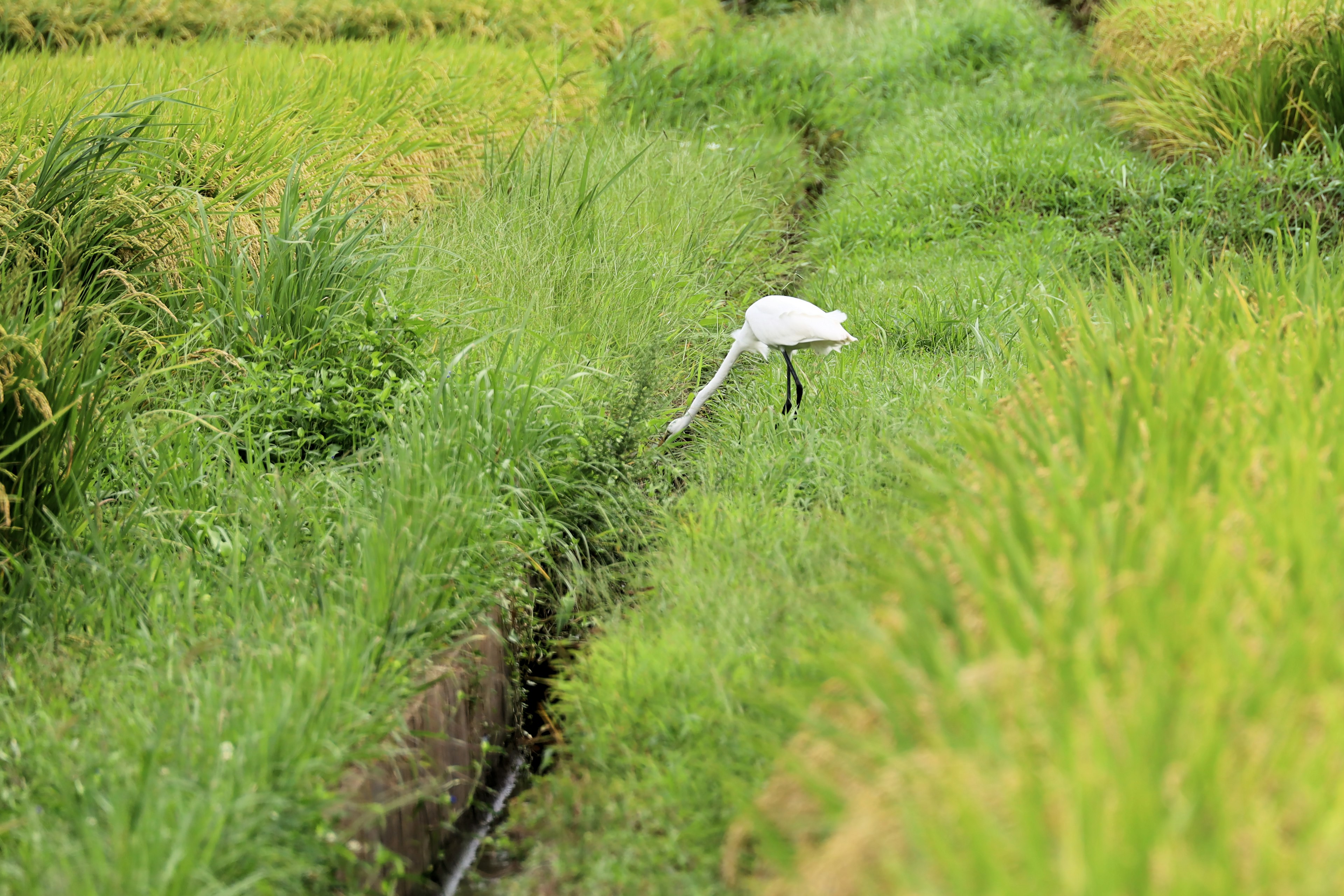 A white heron searching for water in a rice field