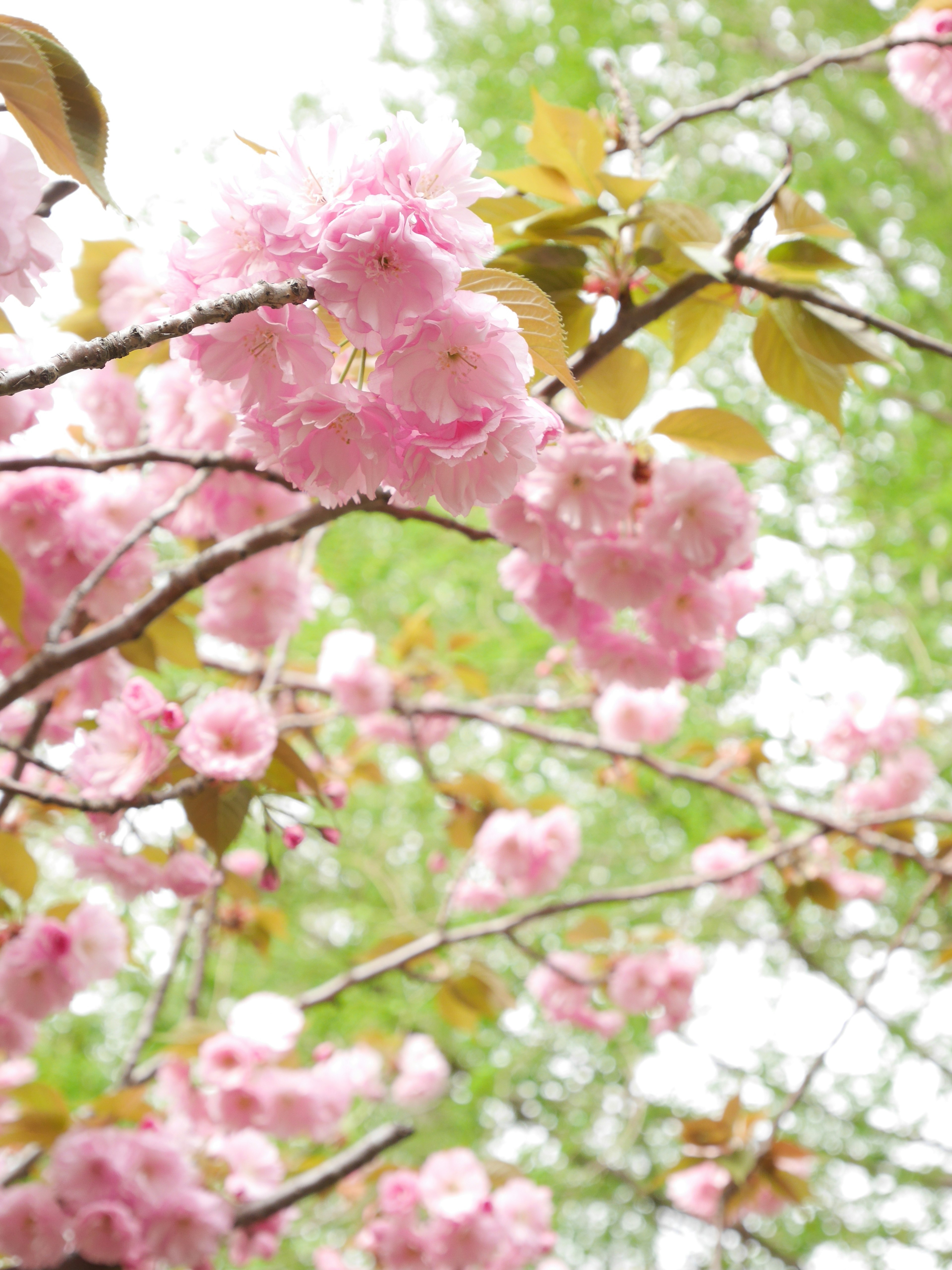 Close-up of cherry blossom branches with pink flowers against a green background