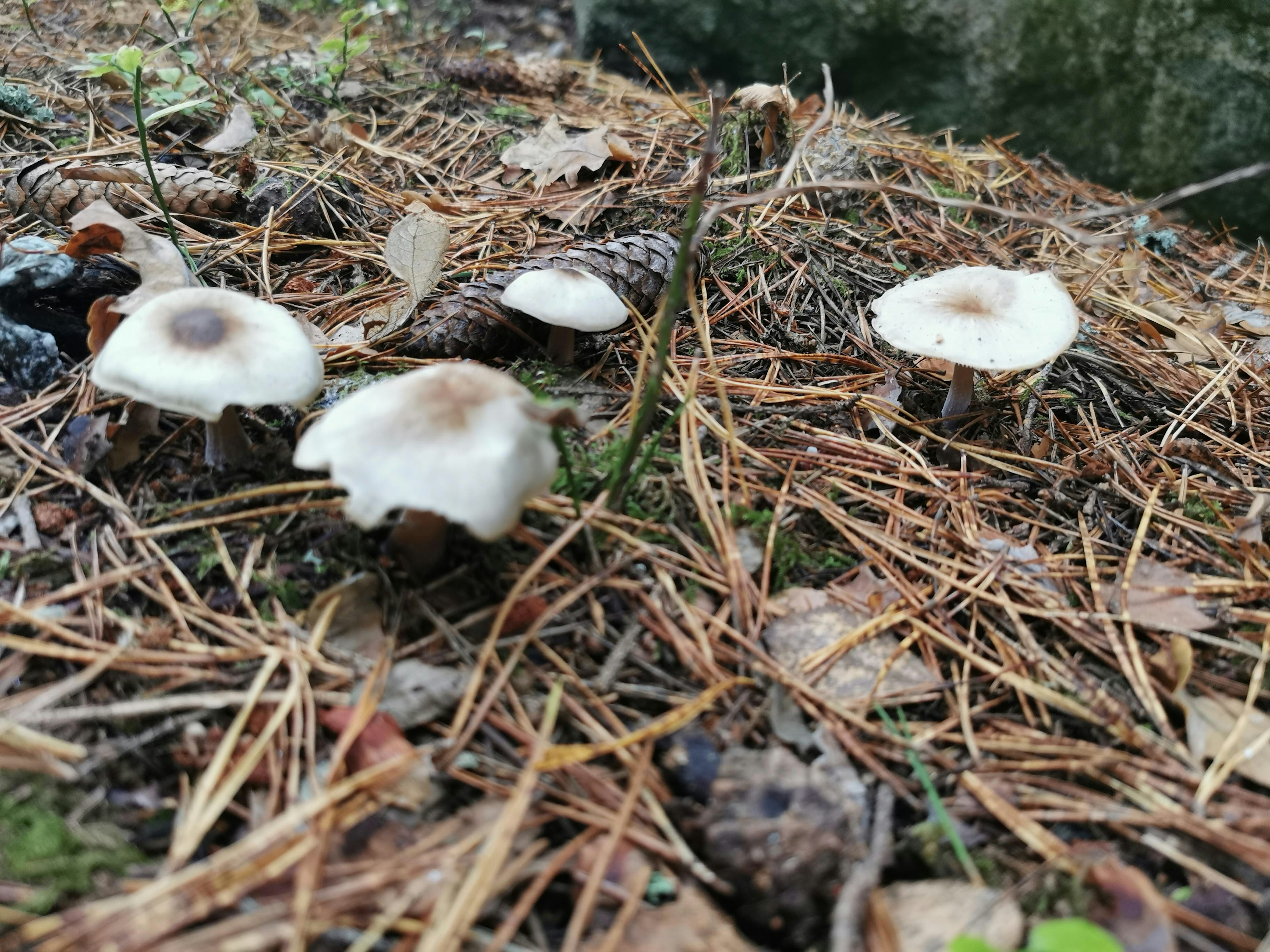 Groupe de champignons blancs poussant sur des aiguilles de pin