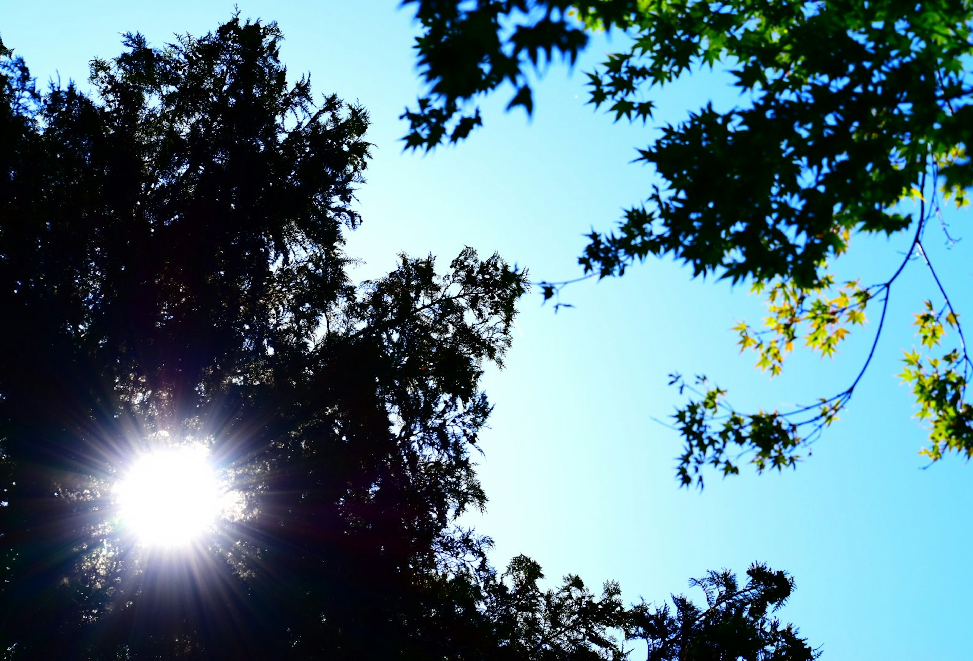 Sunlight shining through silhouettes of trees against a blue sky