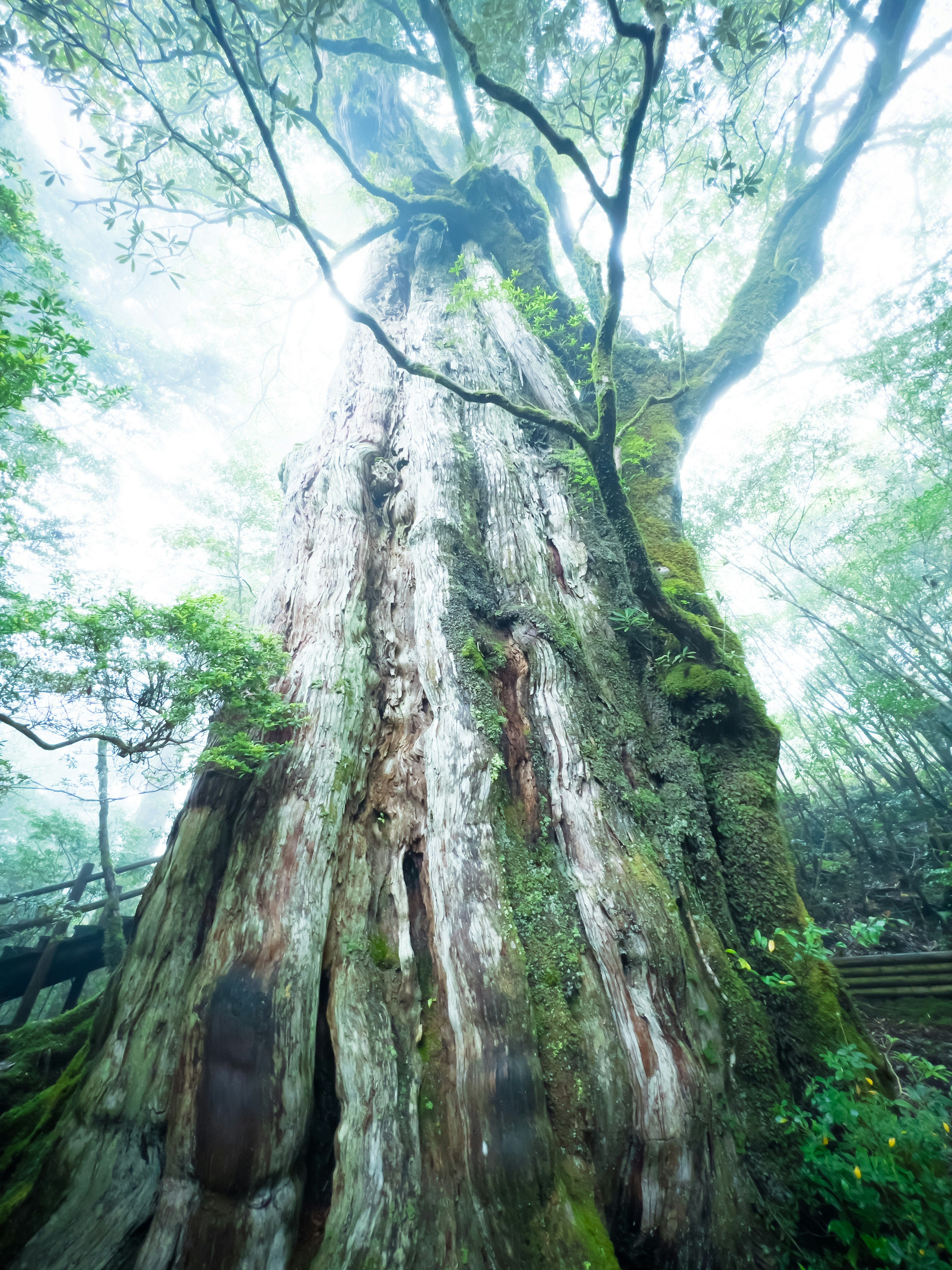 霧の中に立つ大きな木の幹と緑の葉