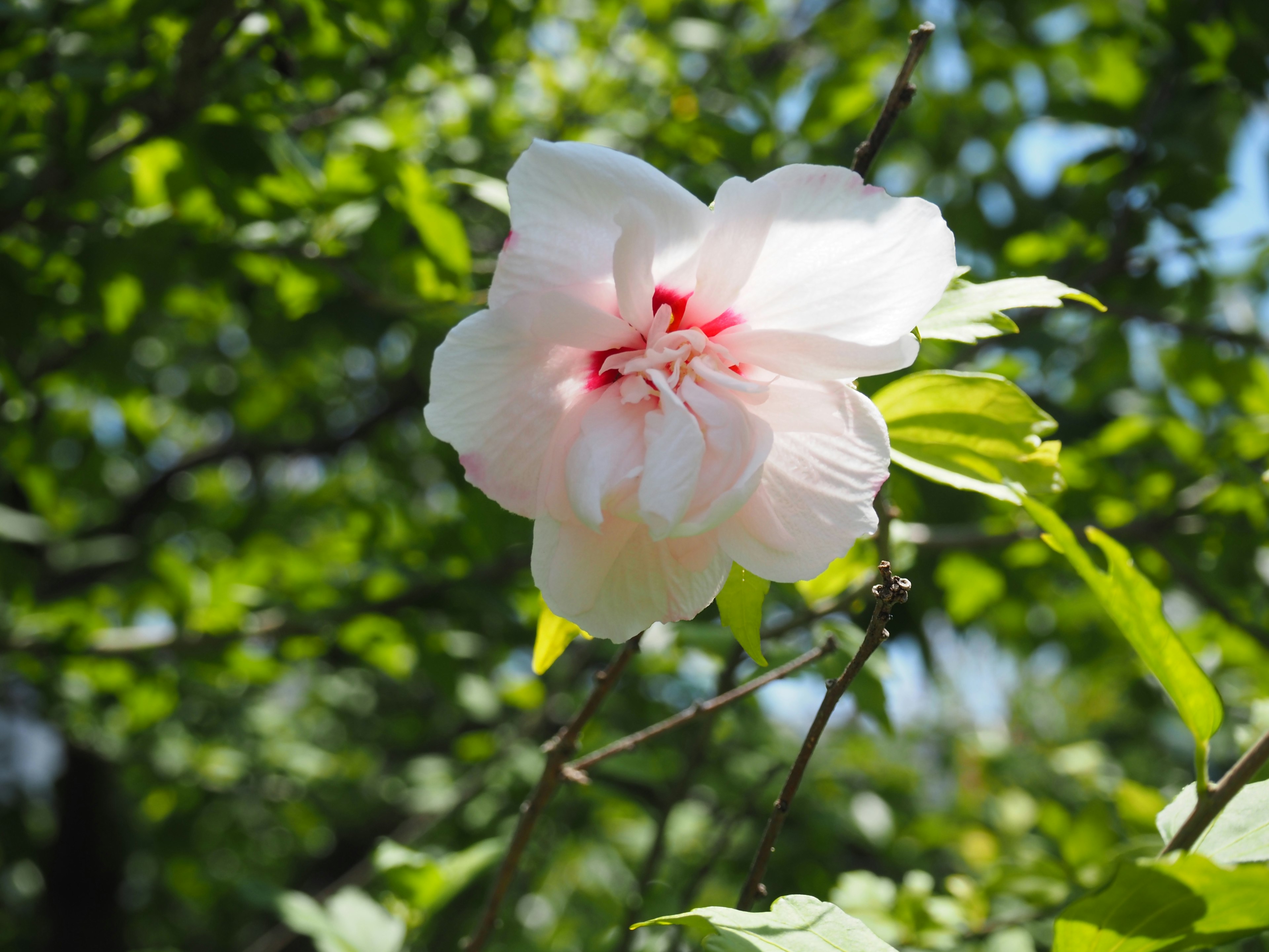 Eine blassrosa Blume, die zwischen grünen Blättern blüht