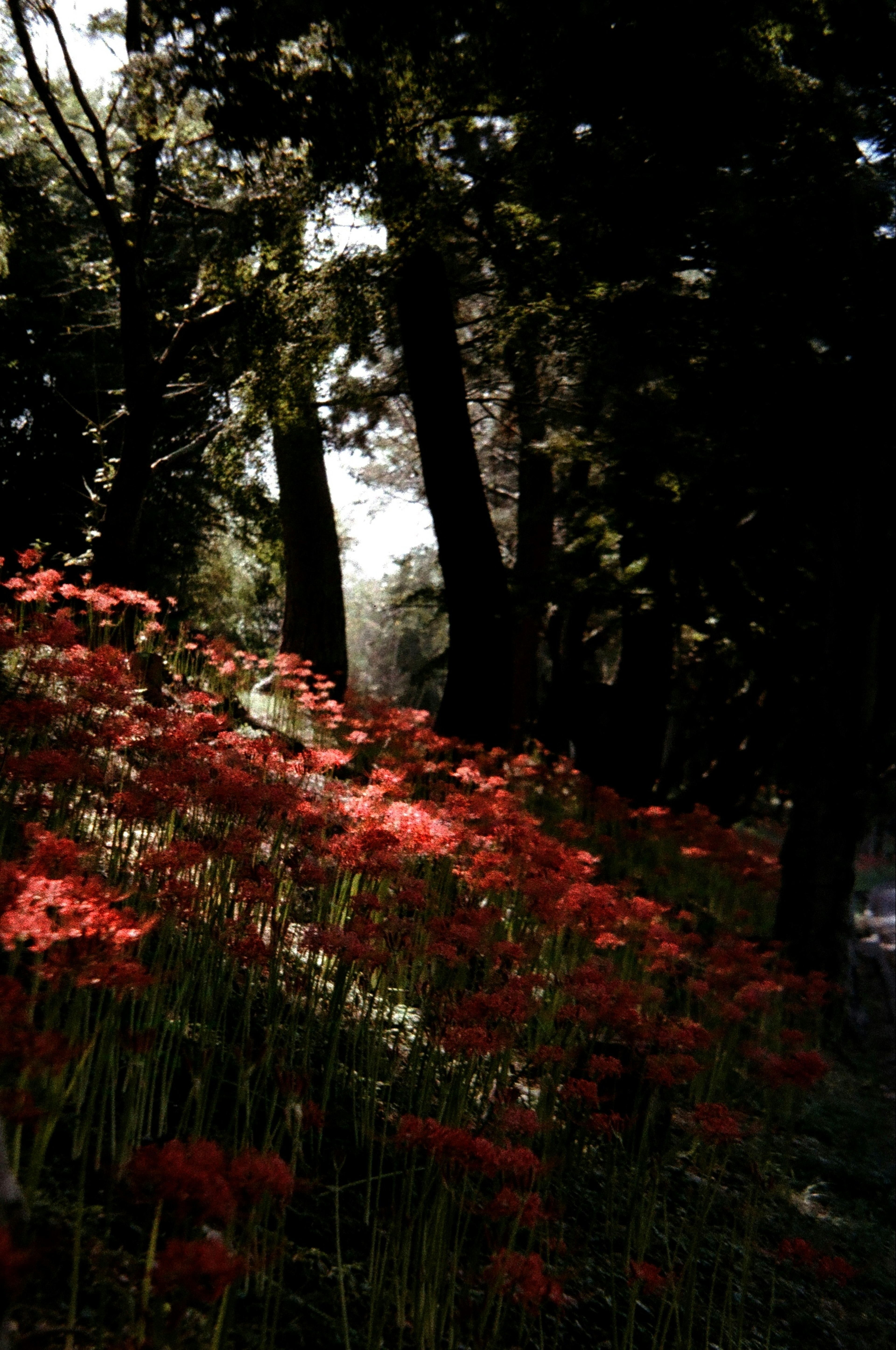 Scena forestale con fiori rossi in fiore