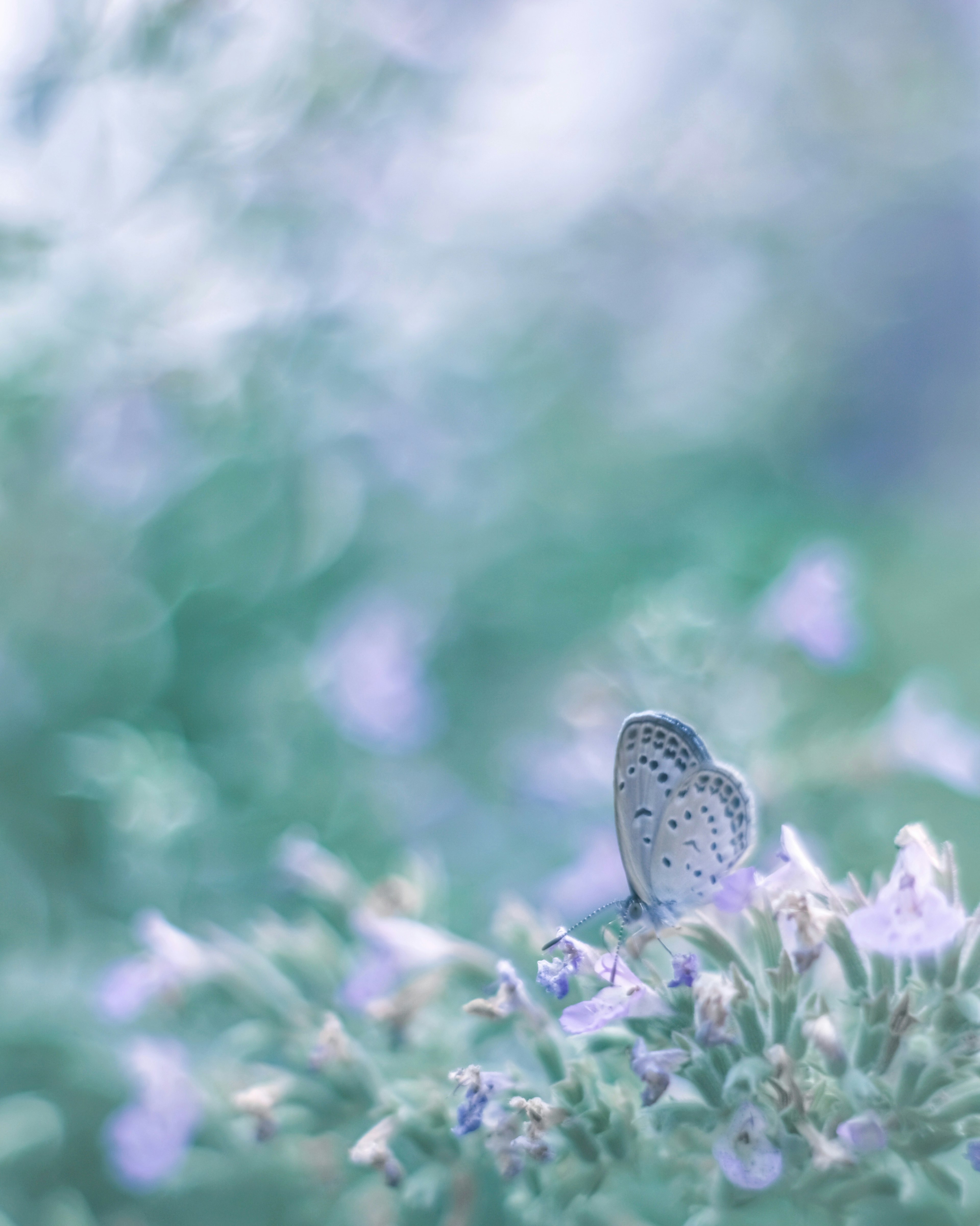 Una pequeña mariposa posada sobre flores moradas con un fondo azul suave