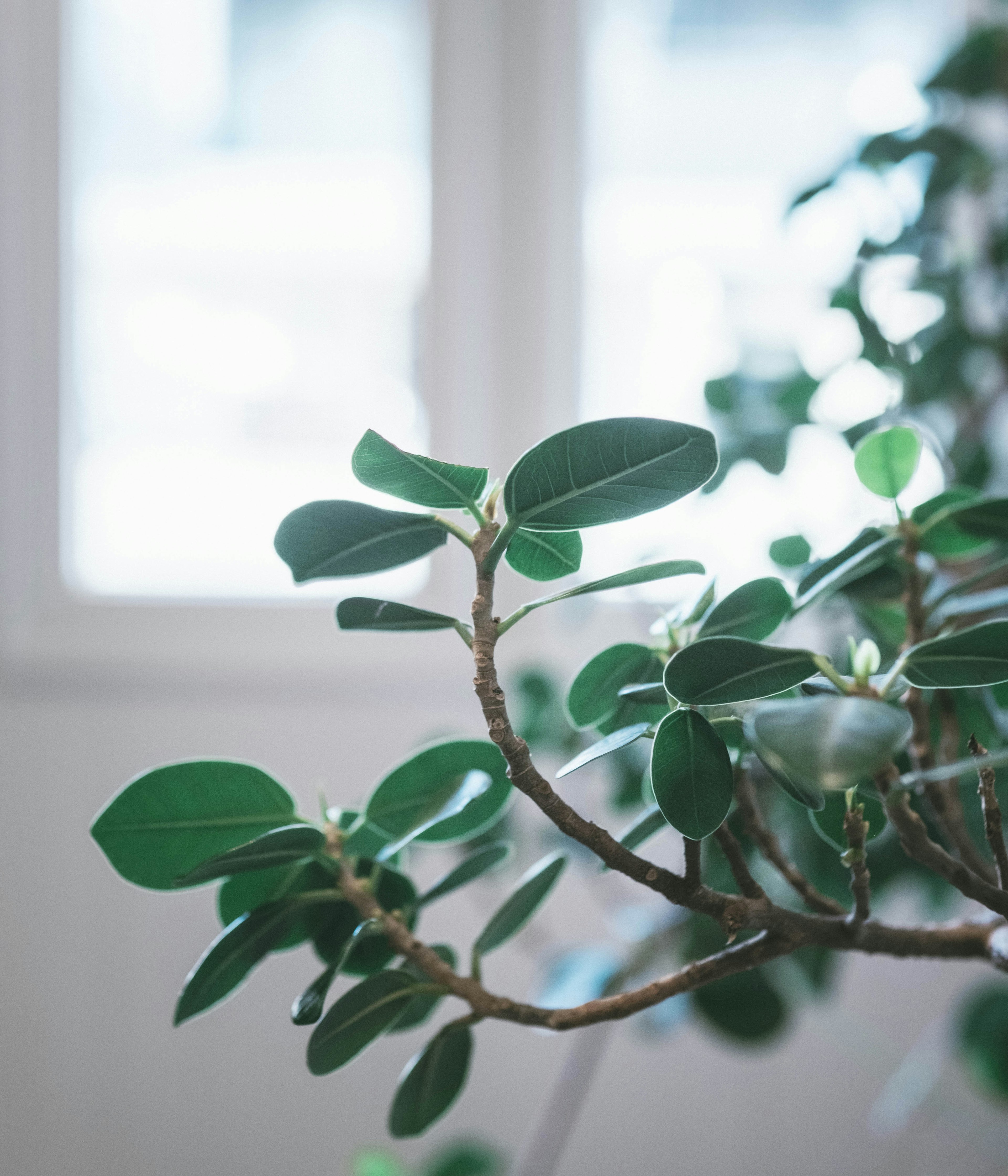 Branch of a plant with green leaves near a window