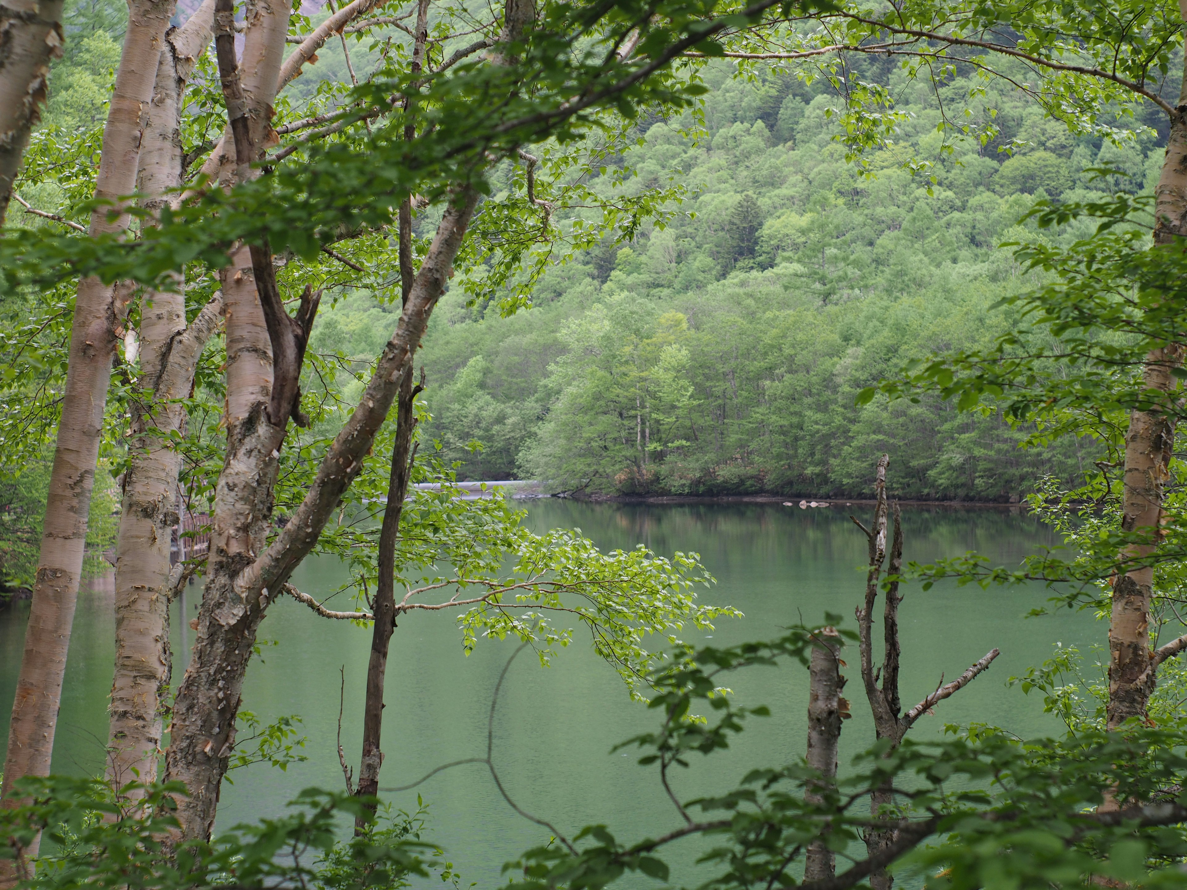 Ruhiger Blick auf den See umgeben von üppigen grünen Bäumen