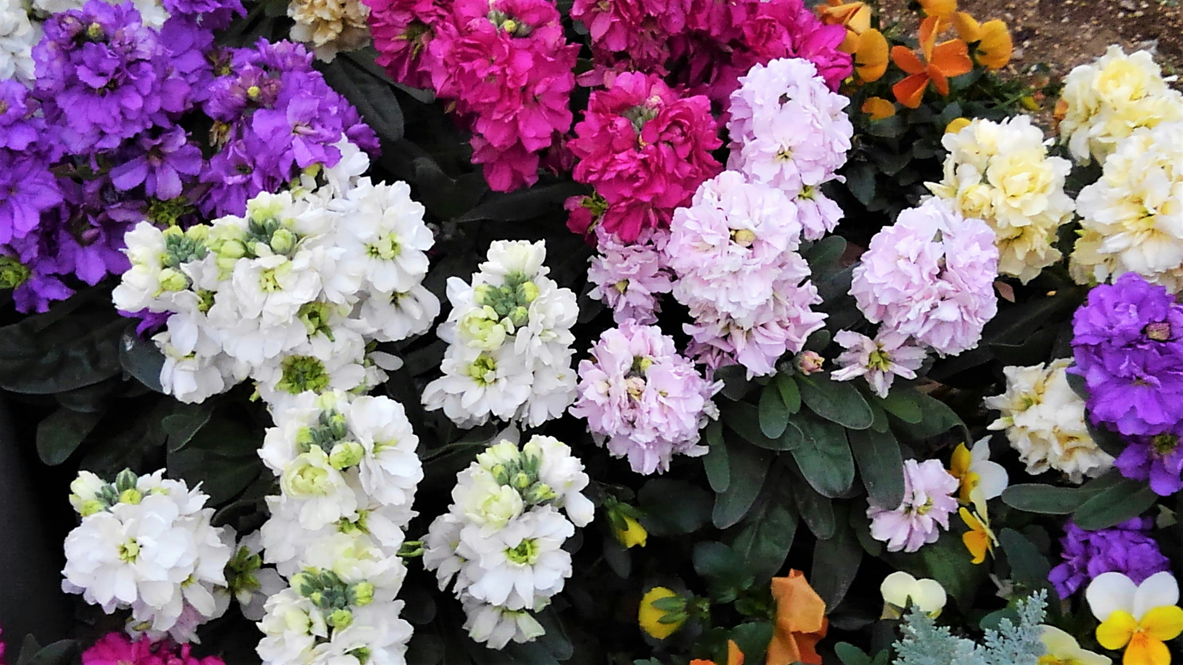 Fiori colorati che sbocciano in un giardino