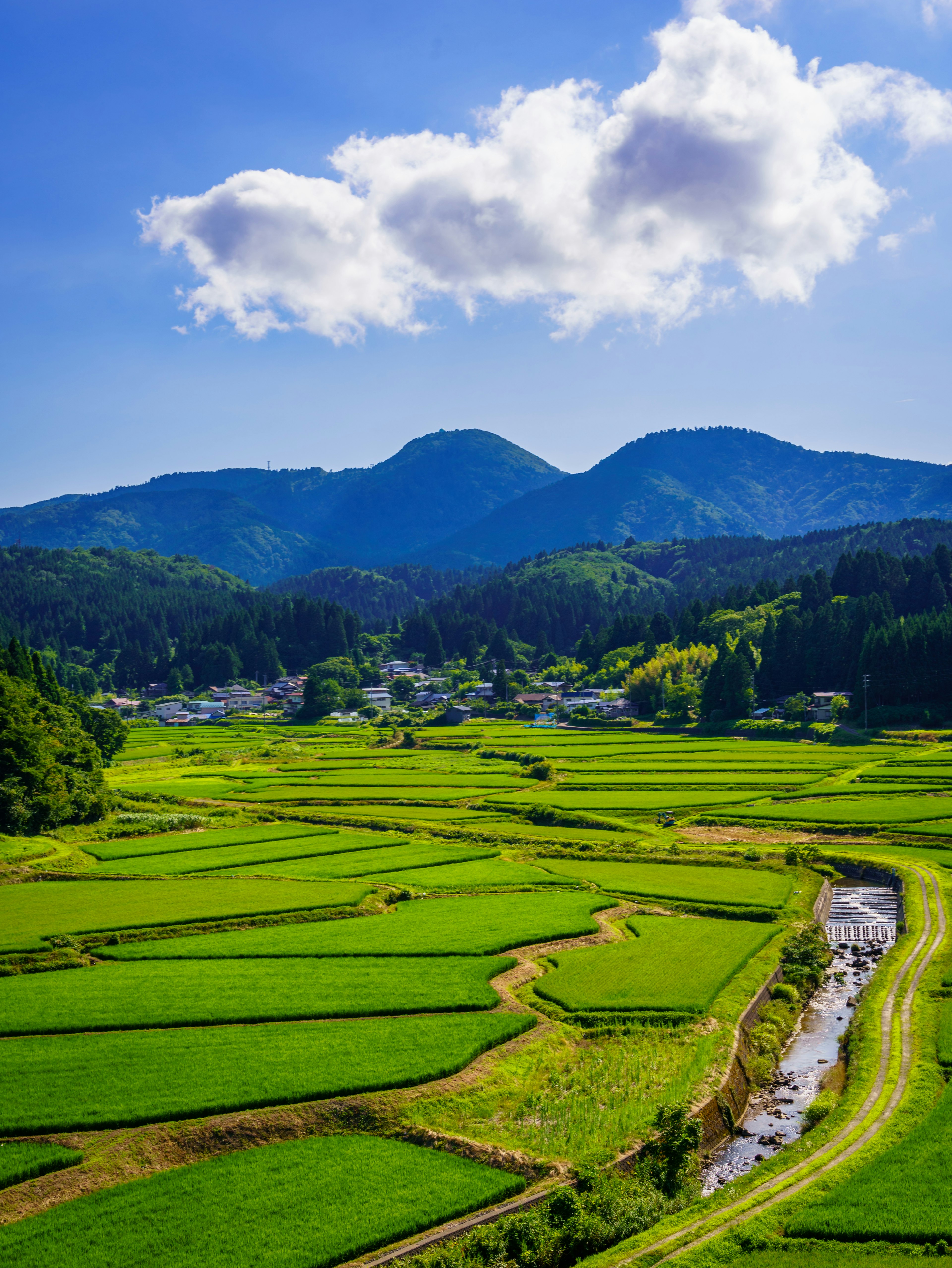 Lush green rice fields with a blue sky and white clouds