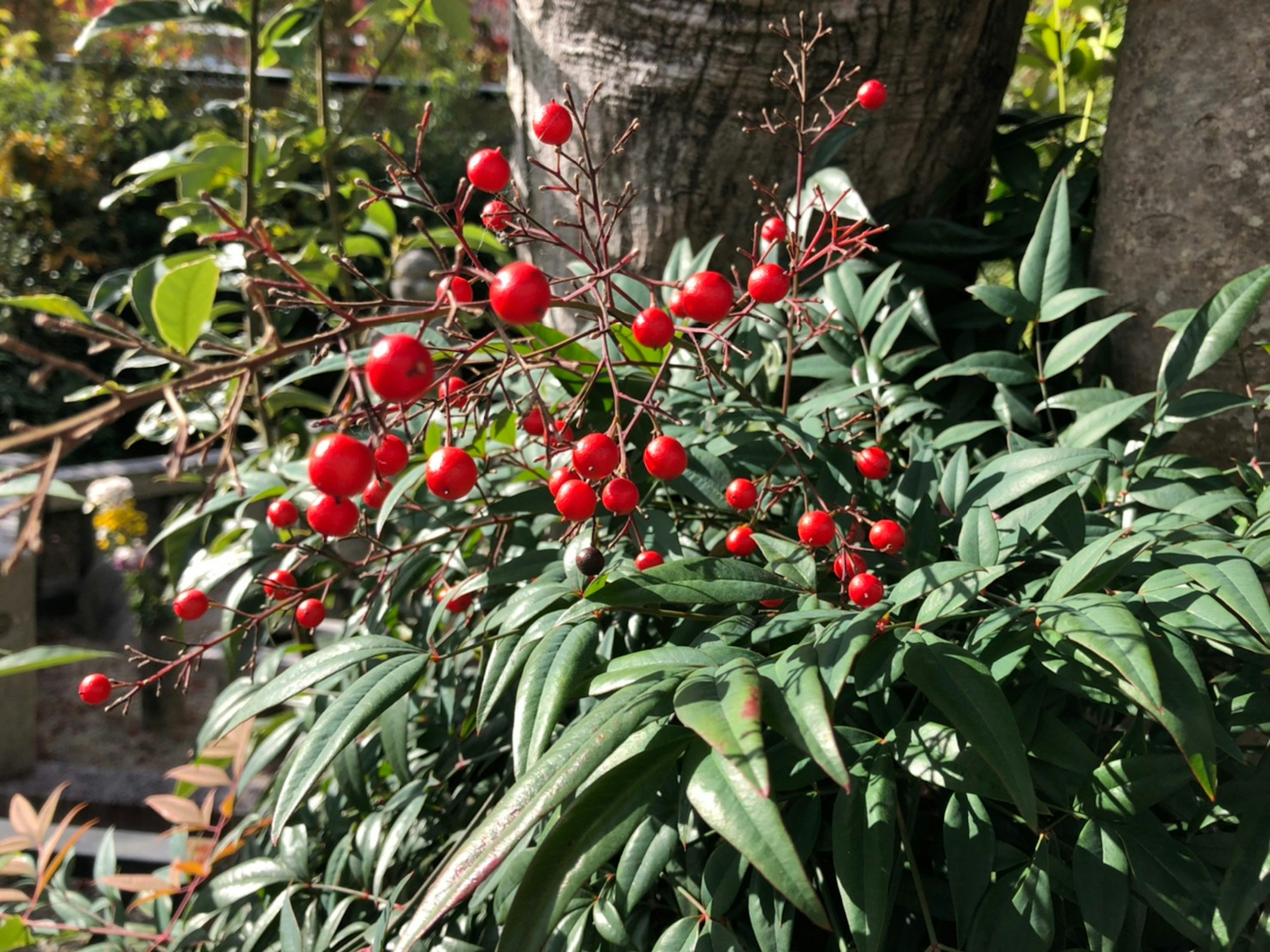 赤い実がたくさんついた緑の葉の植物のクローズアップ