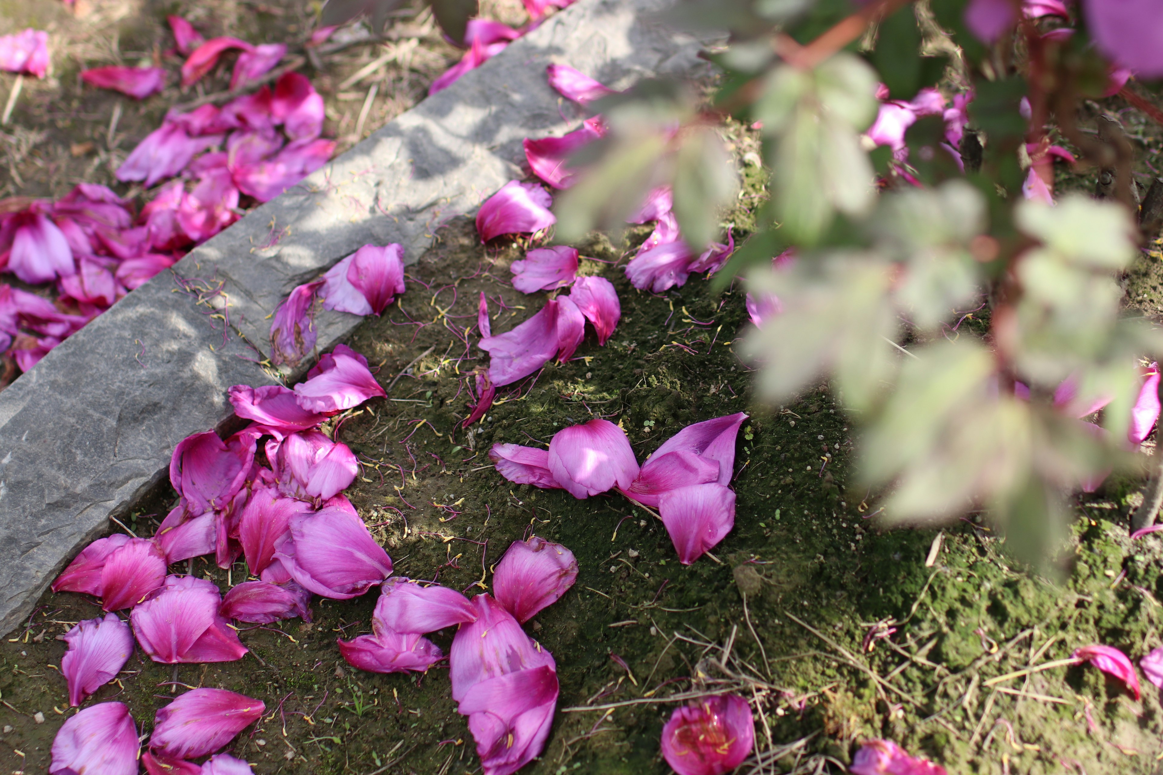 地面に散らばるピンクの花びらと緑の草