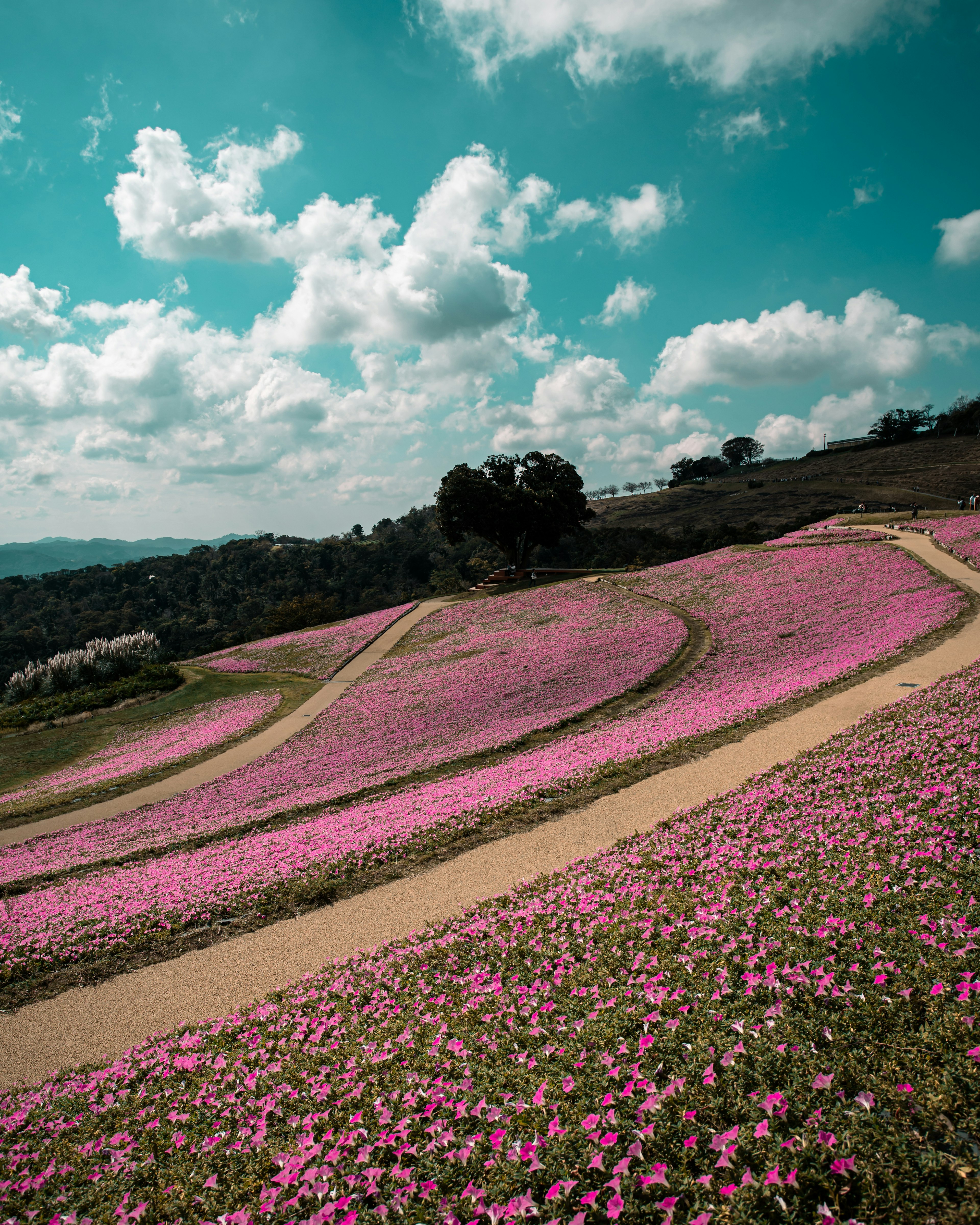 Paesaggio vibrante di fiori in fiore colline verdi sotto un cielo blu con nuvole soffici