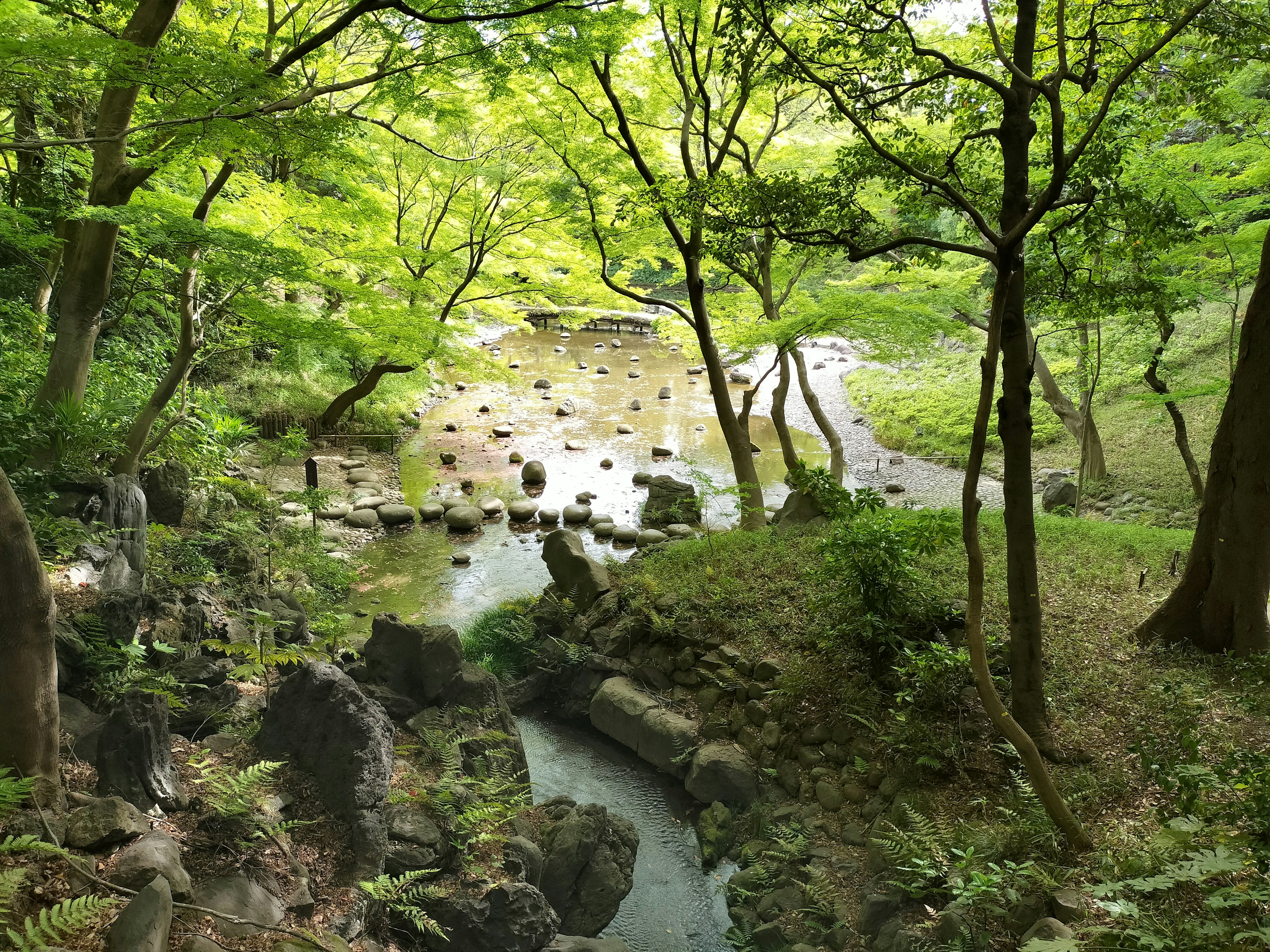 Hutan hijau subur dengan aliran sungai dan batu di lanskap yang tenang