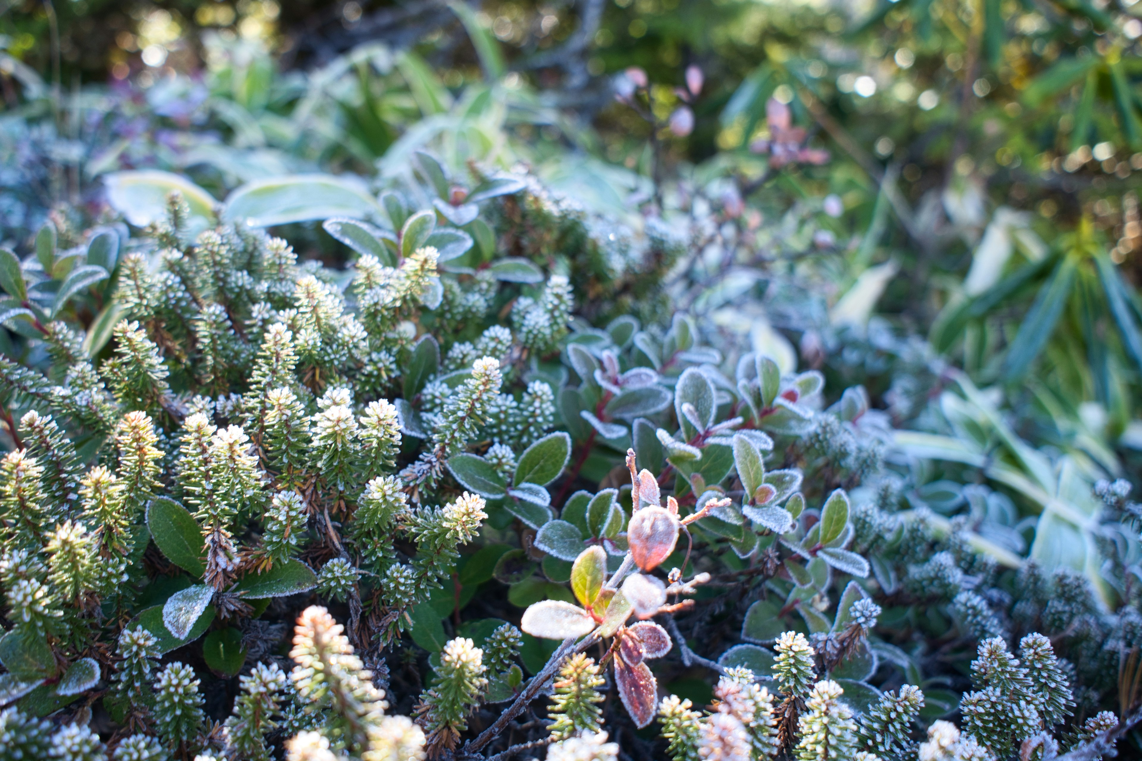 Close-up of diverse plants covered in frost