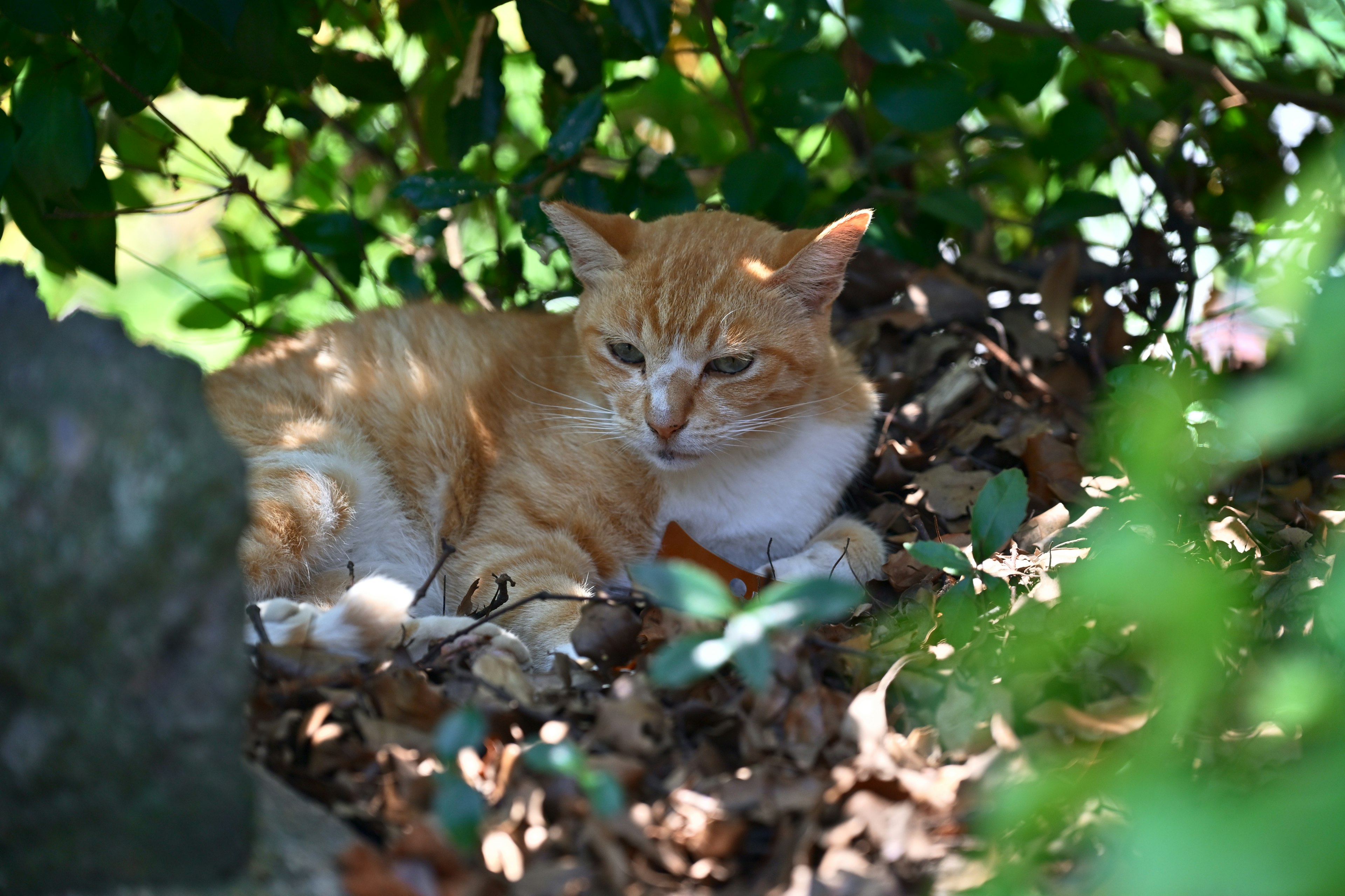 Orange cat resting among leaves in sunlight