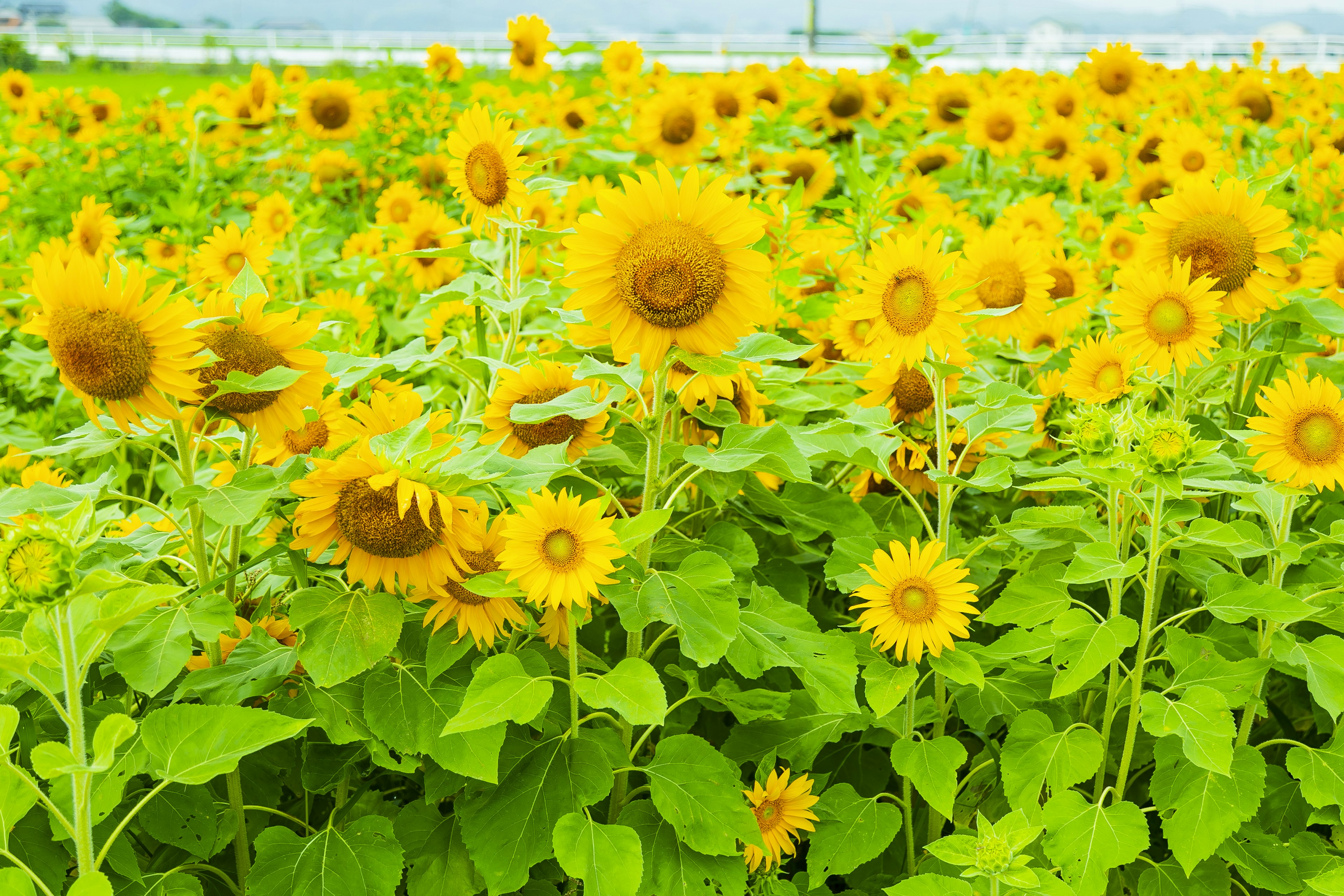 A vibrant field of sunflowers in full bloom with lush green leaves