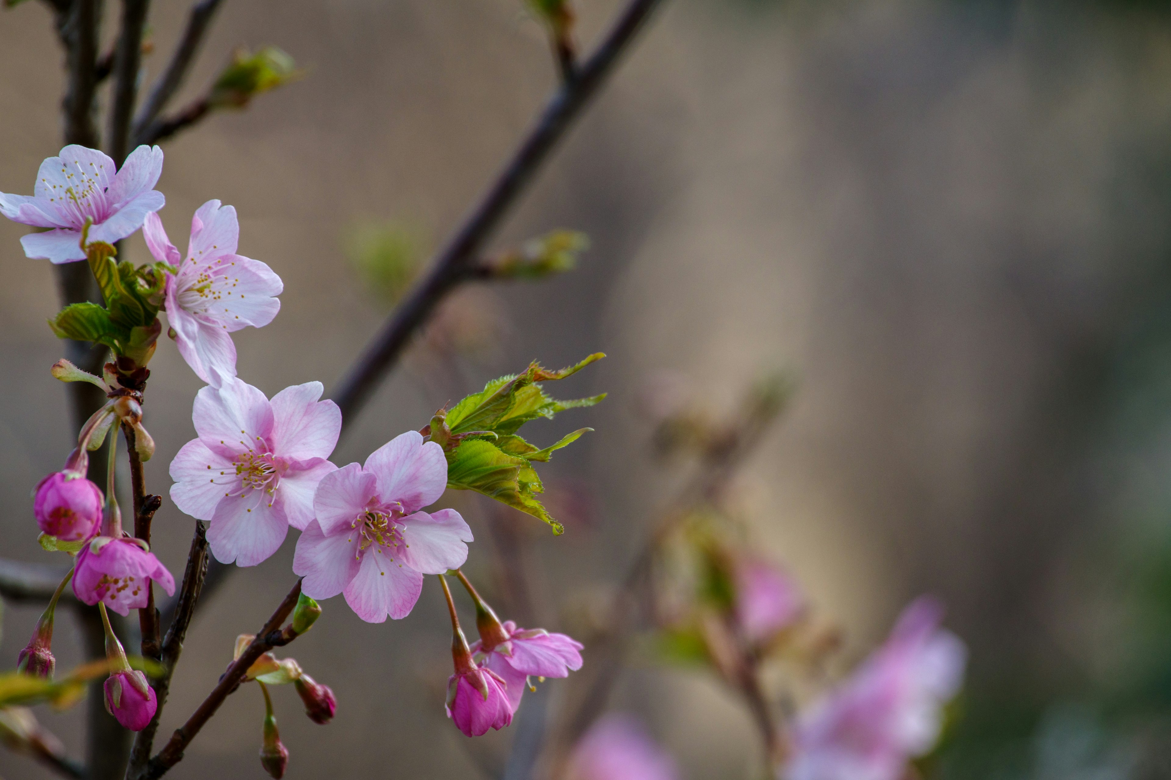 Kedekatan bunga sakura di atas cabang