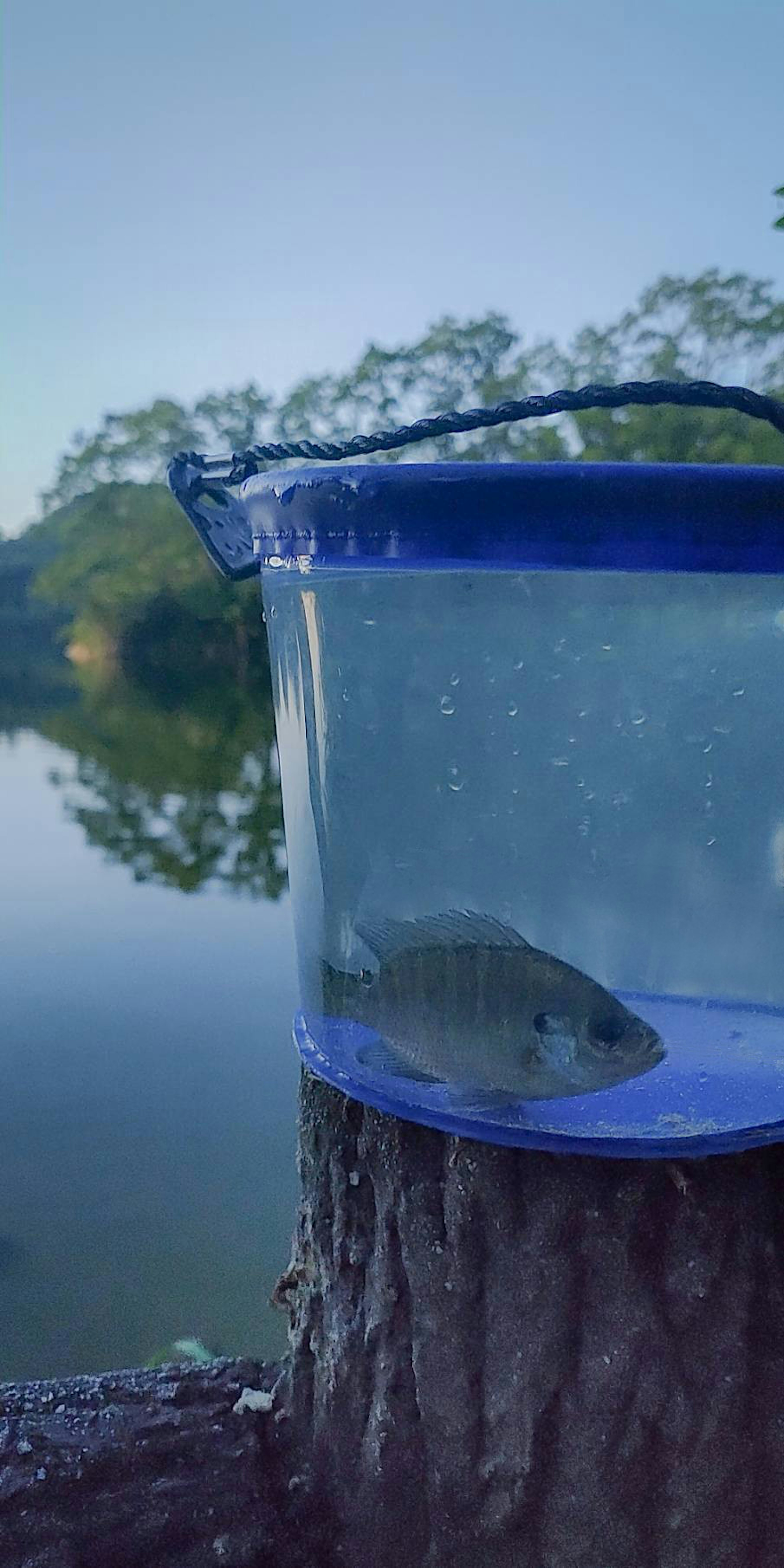 青いバケツに入った魚が水辺に置かれている風景