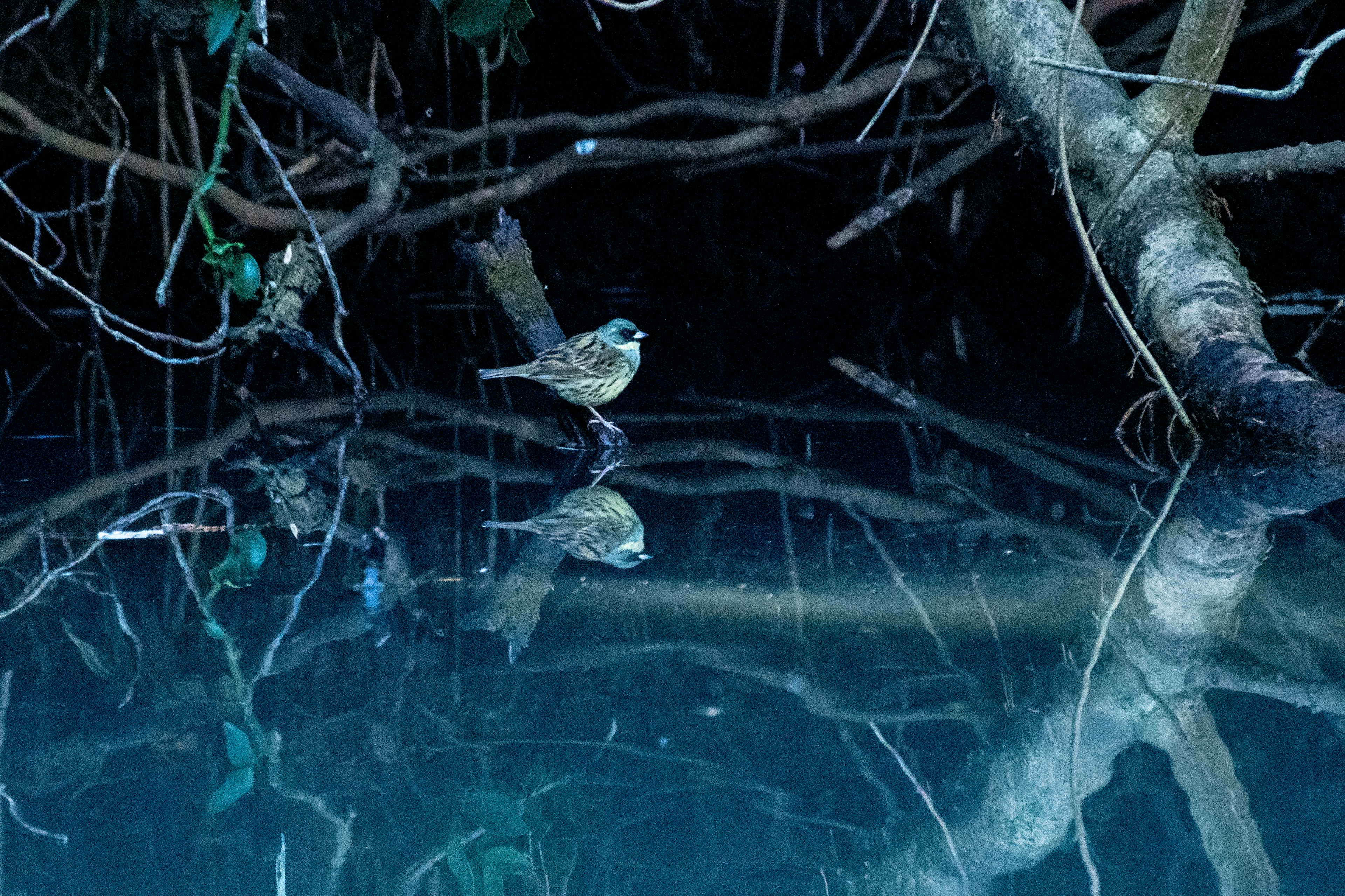 Un petit oiseau debout près de l'eau avec des reflets de branches