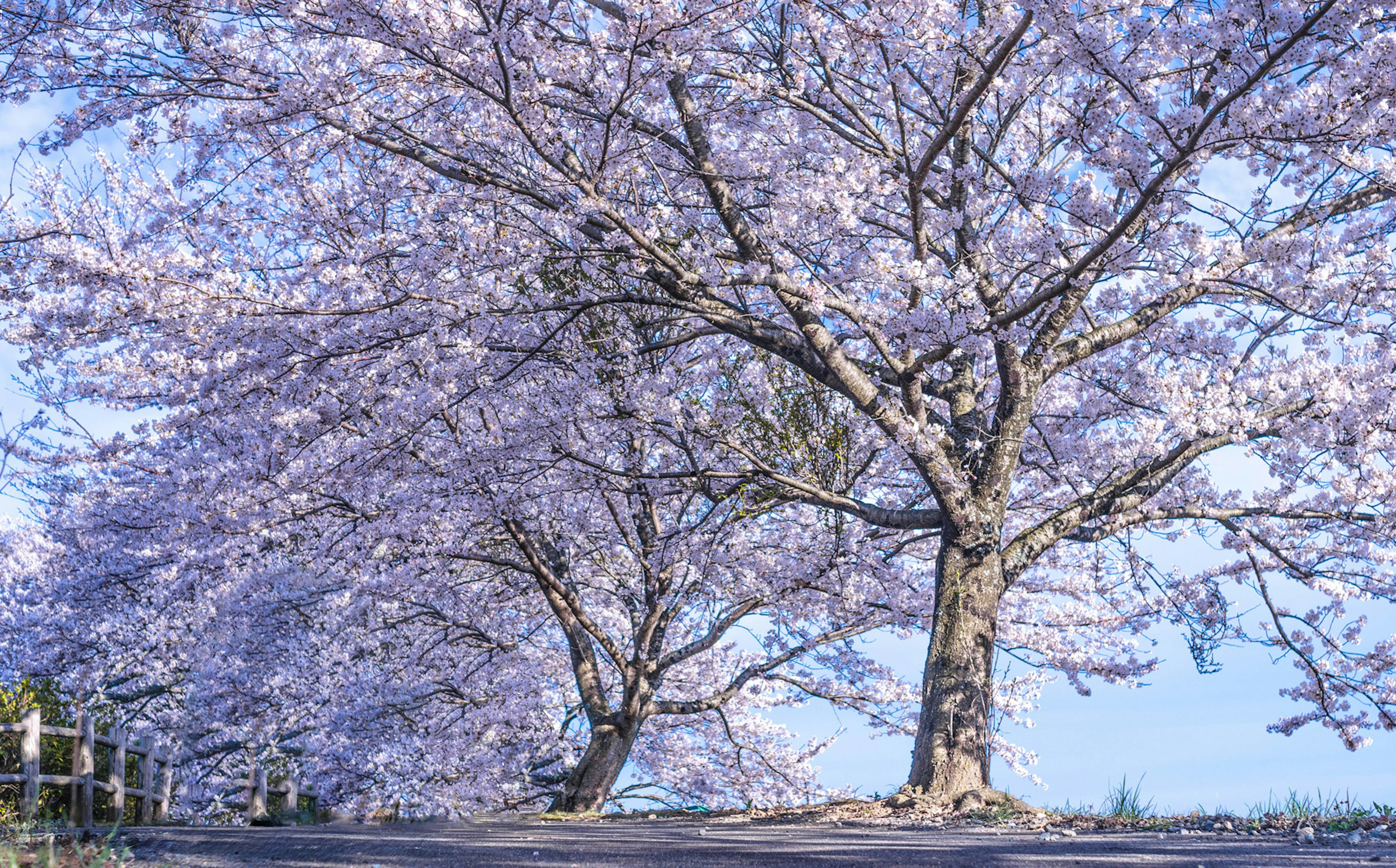 Árboles de cerezo en flor a lo largo de un camino bajo un cielo azul claro