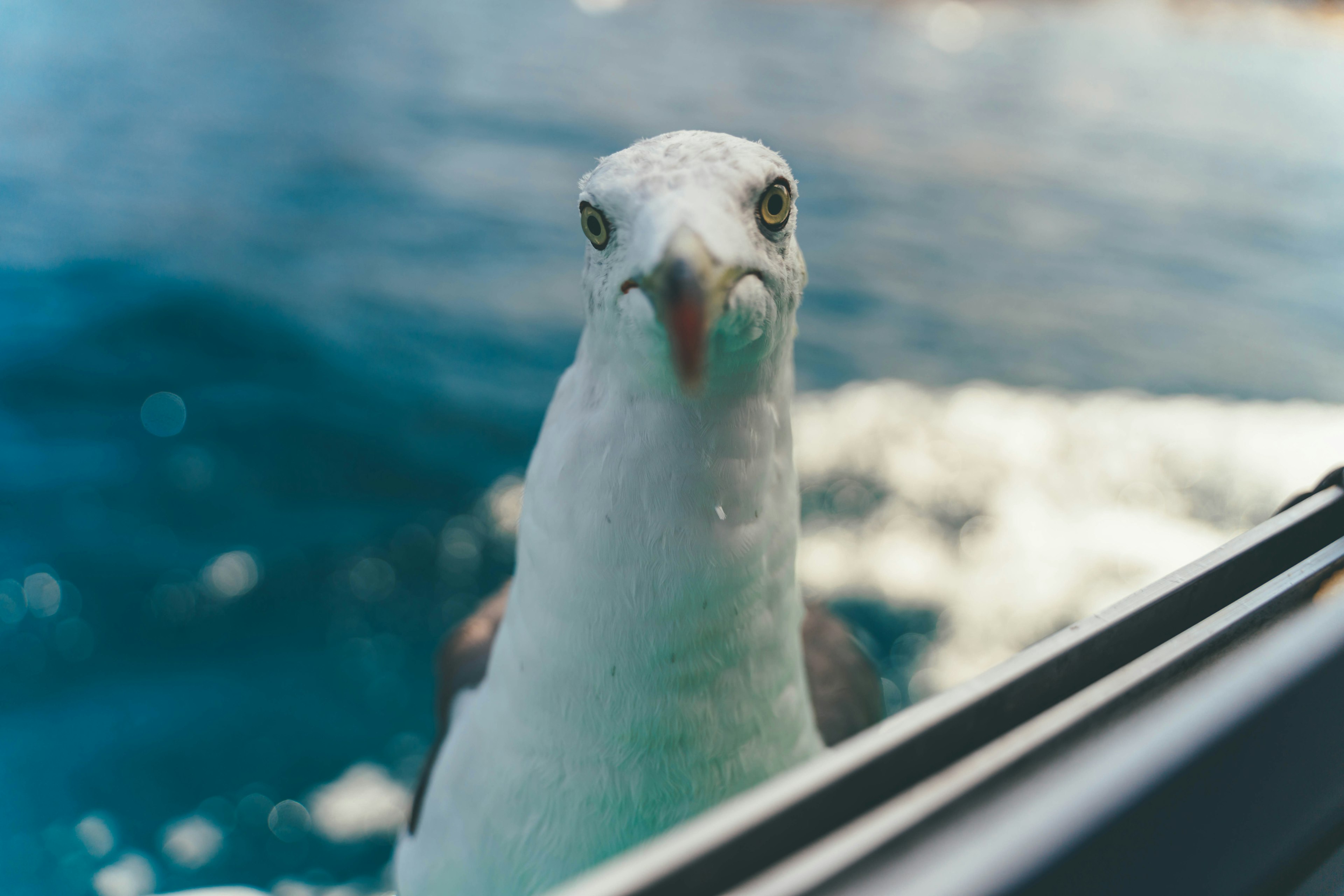 Close-up photo of a seagull near the ocean