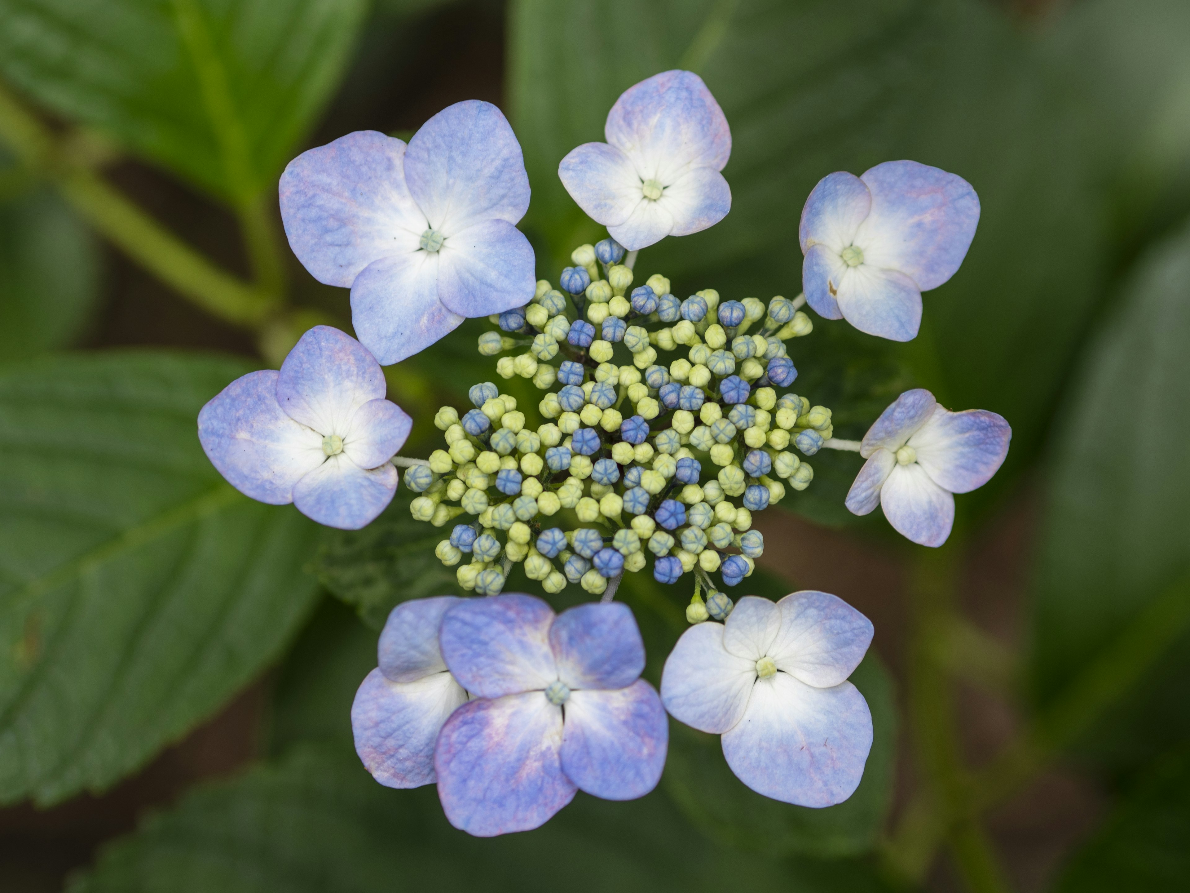 Eine Hortensie mit blauen und weißen Blütenblättern, die kleine gelbe Knospen in der Mitte umgeben