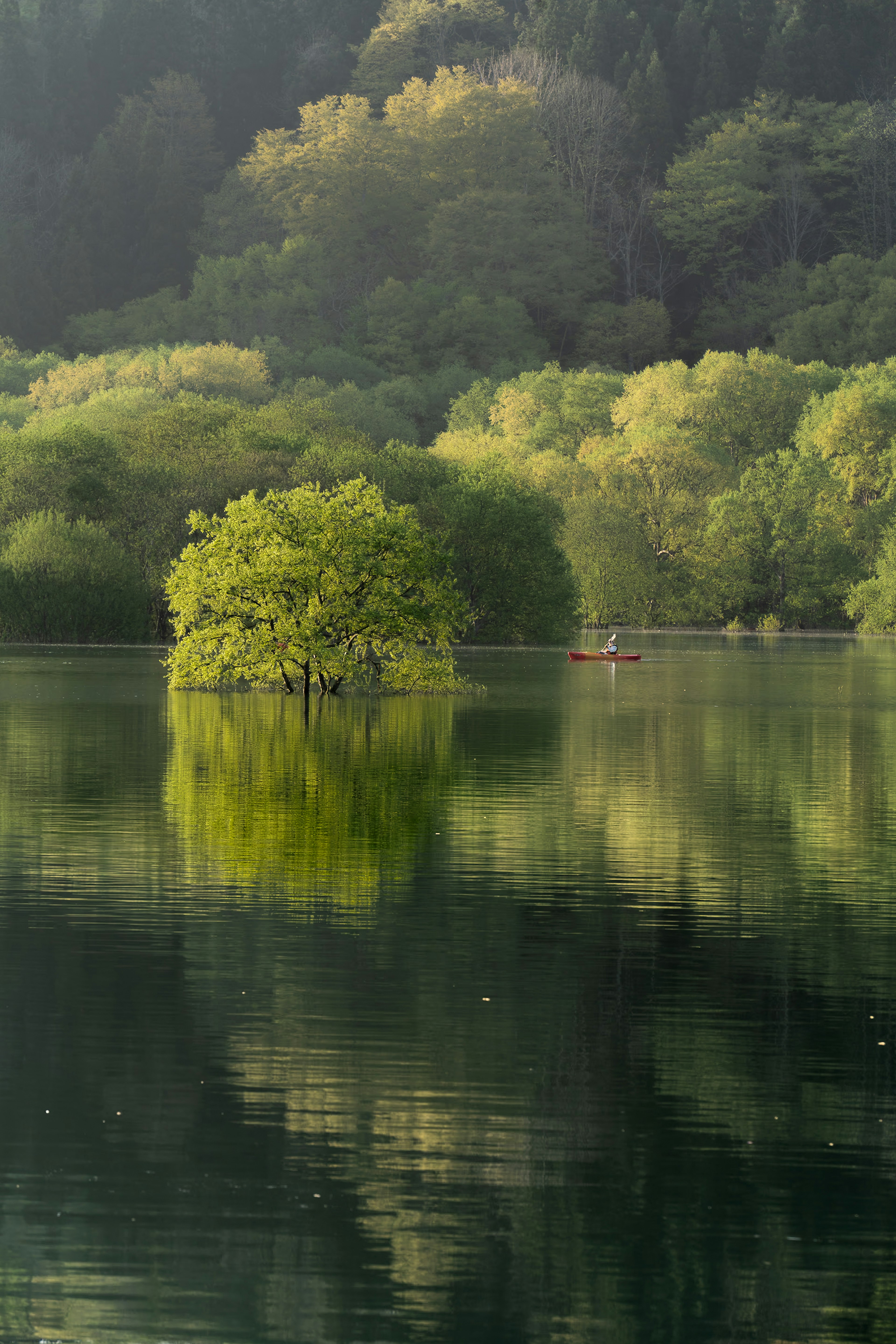 Lone green tree on a calm lake reflecting in the water