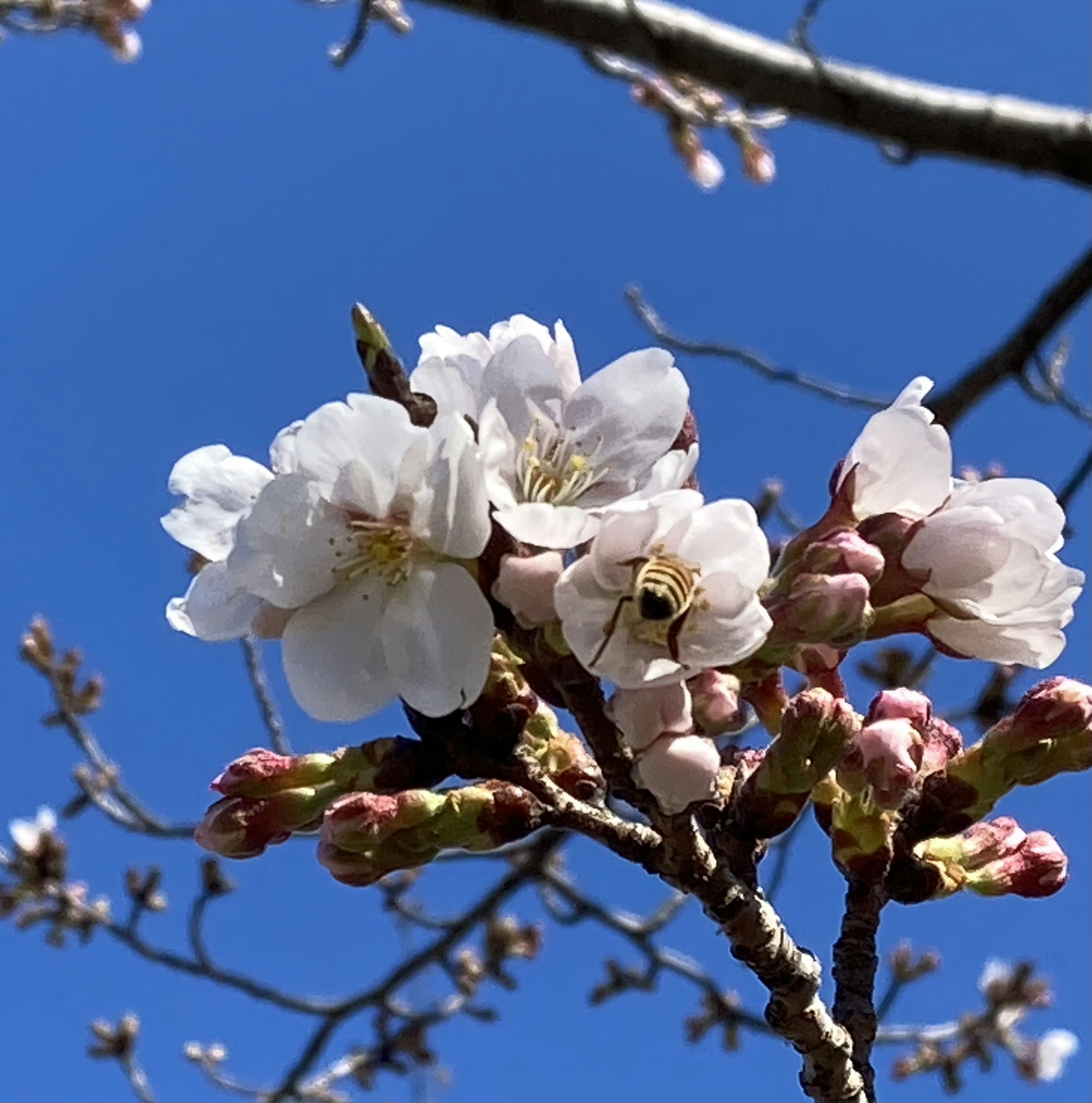 Cherry blossoms in bloom with a bee under a blue sky