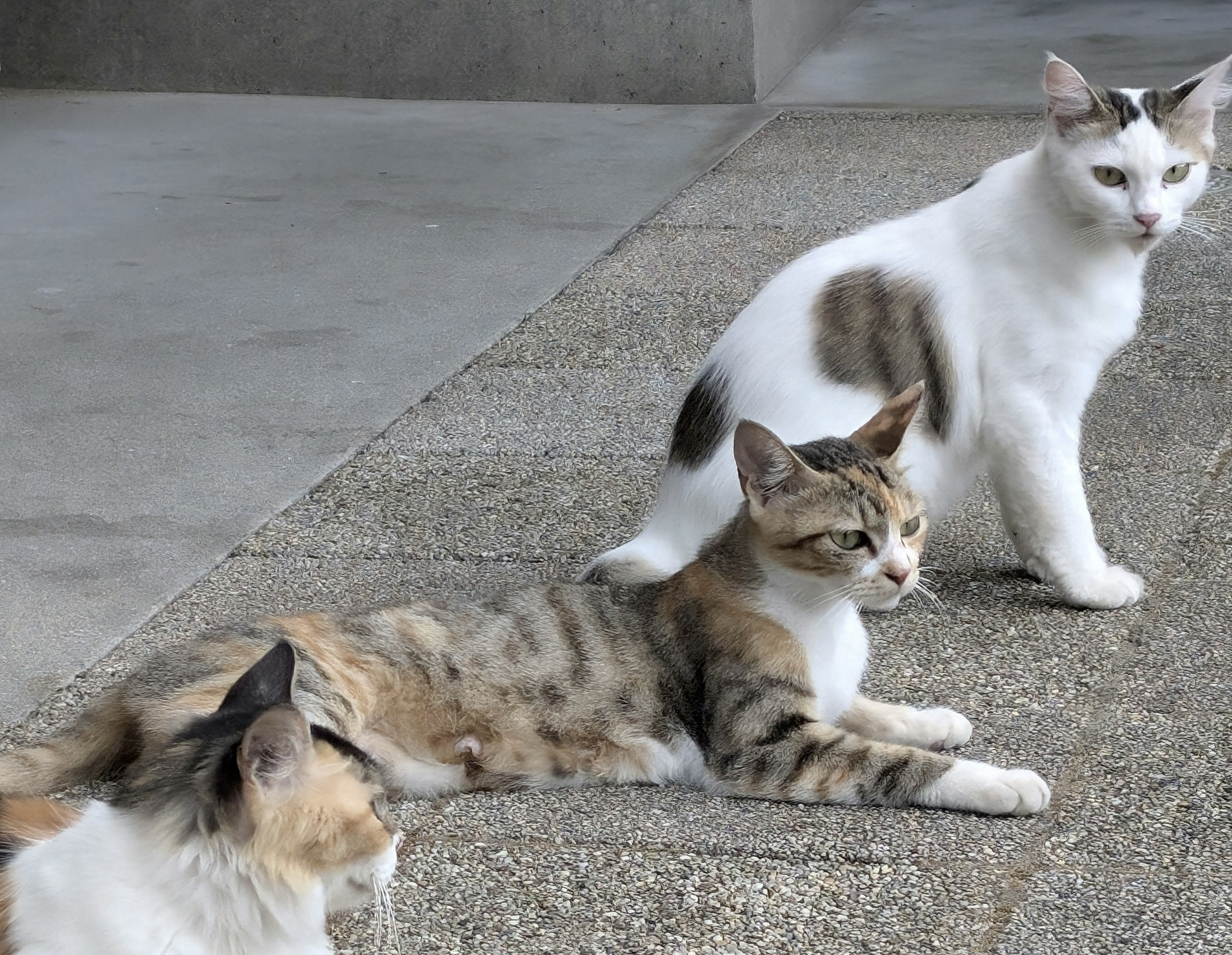 Tiga kucing berbaring di permukaan beton di luar ruangan