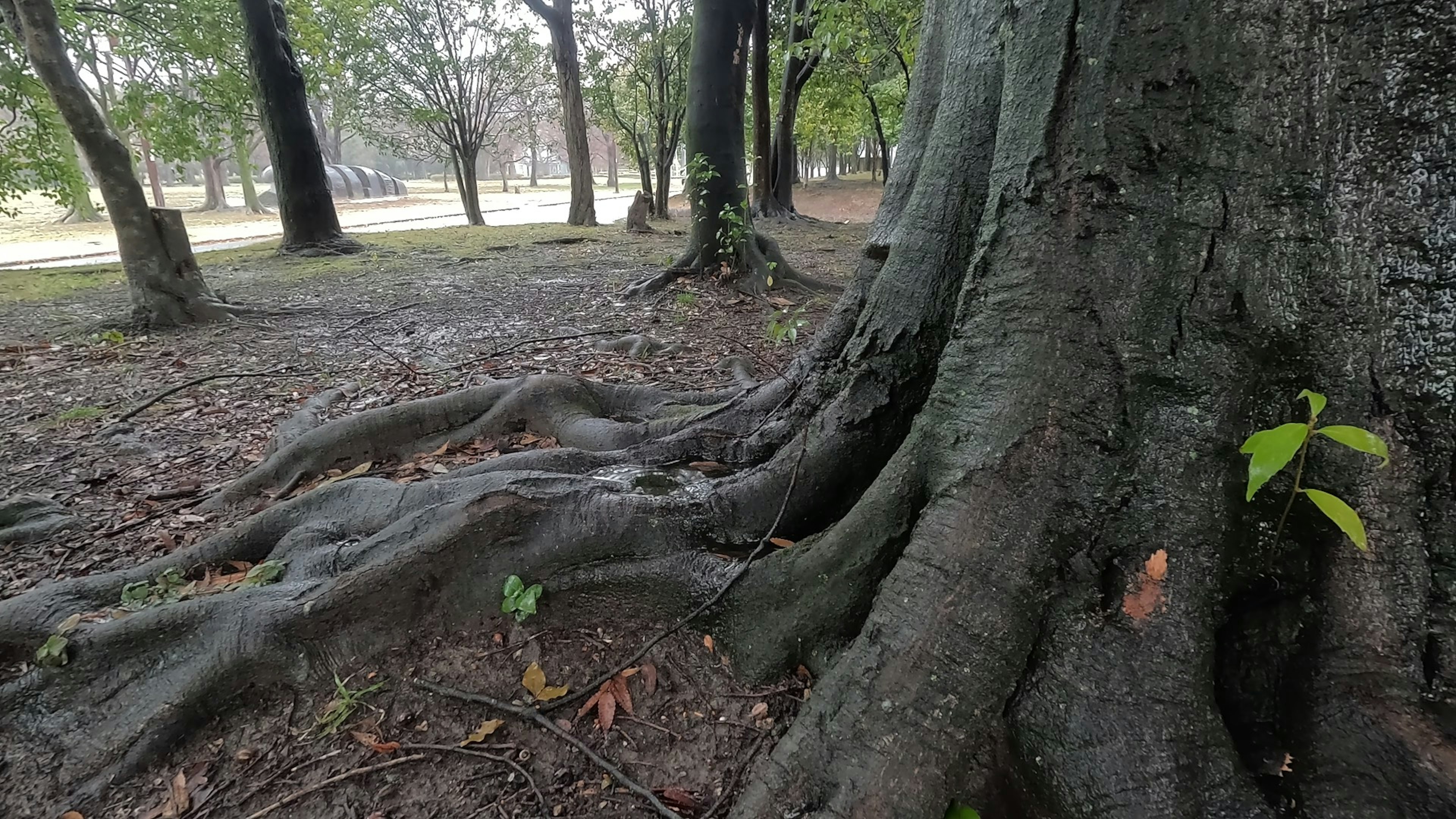 Close-up of a large tree trunk and roots with surrounding nature