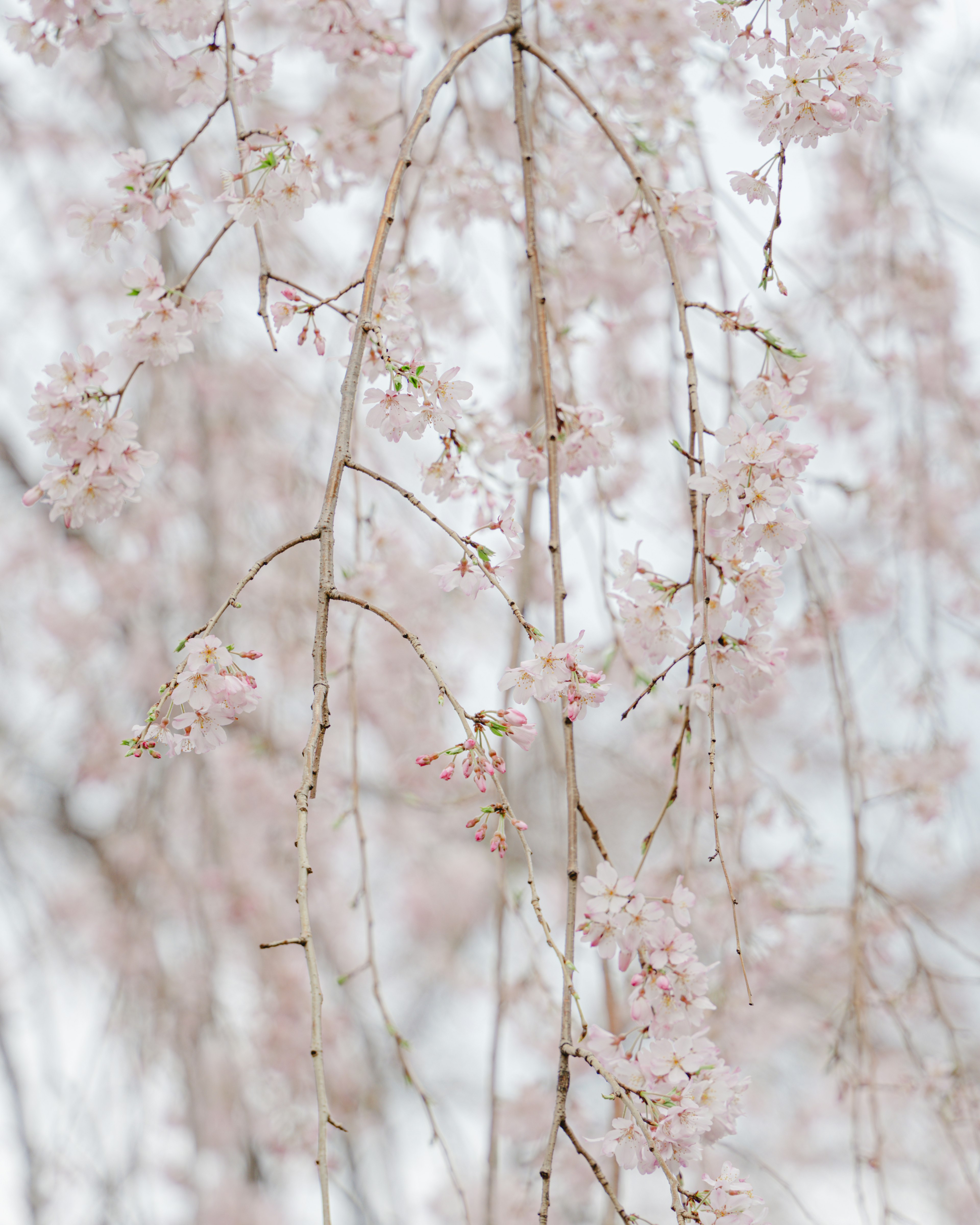 Close-up cabang bunga sakura dengan bunga pink lembut