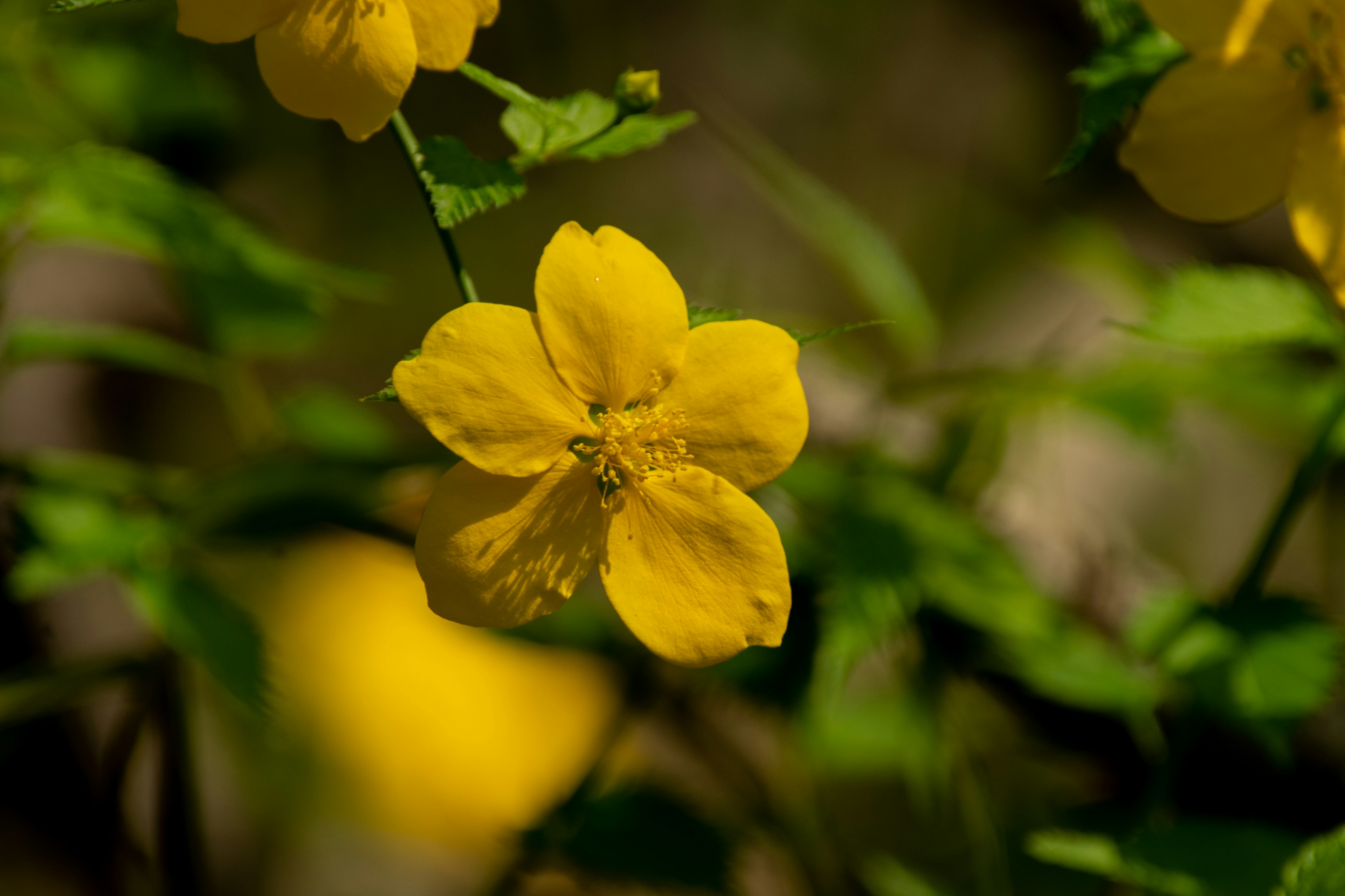 Fiore giallo vibrante che sboccia tra le foglie verdi