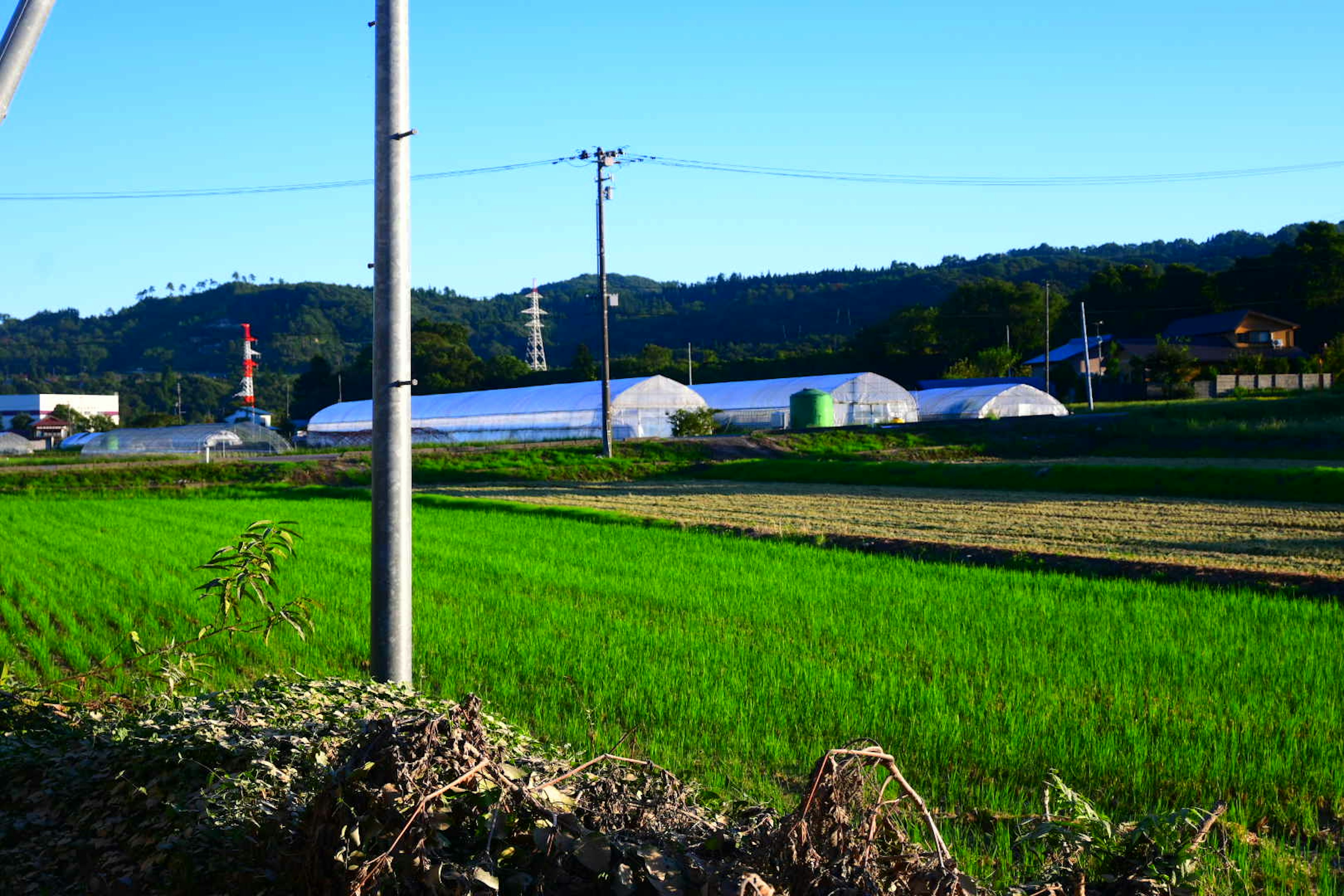 Campo di riso verde brillante con serre in plastica sotto un cielo blu chiaro