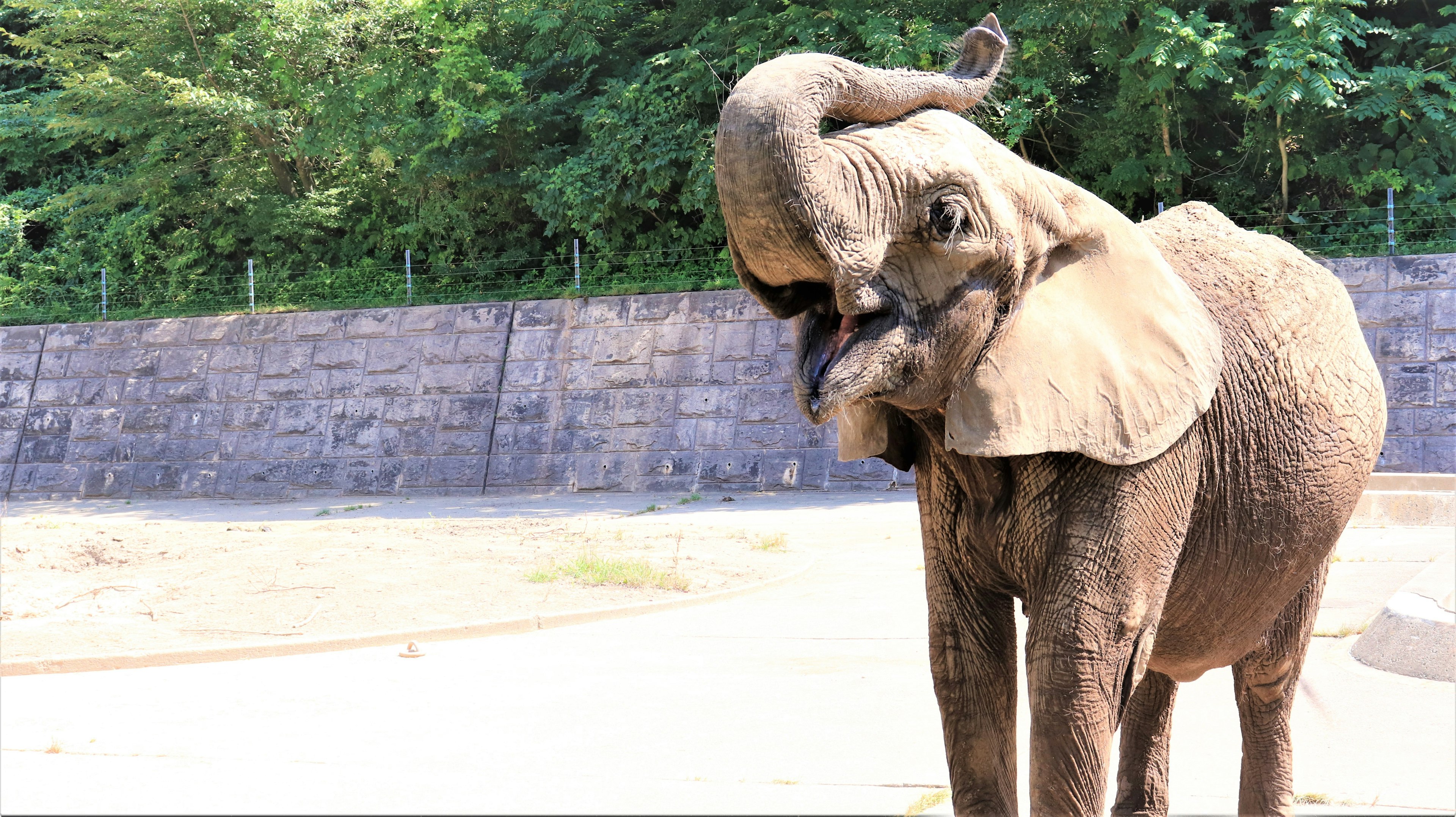 An elephant in a zoo shaking its ears