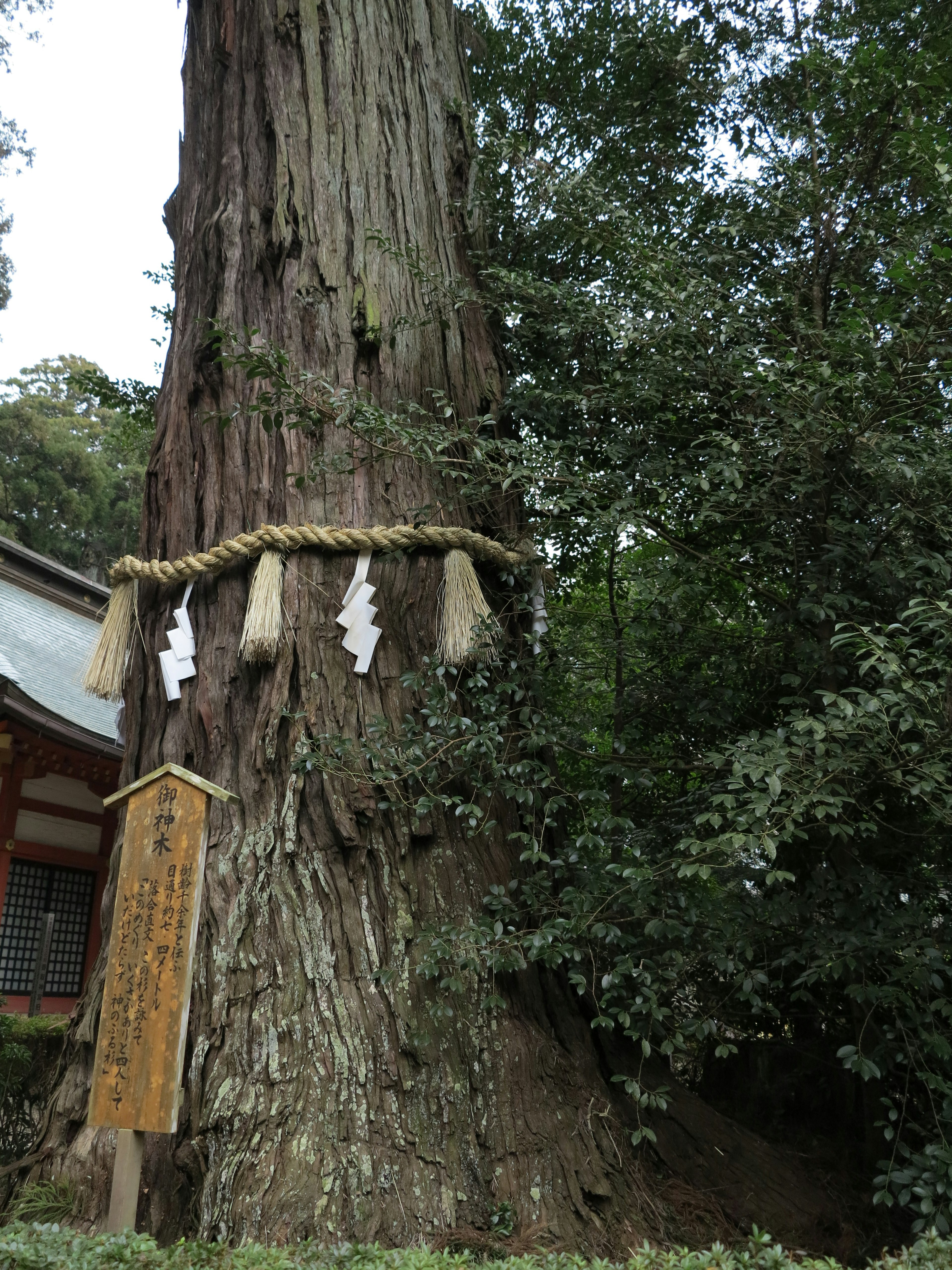 一棵装饰着绳结的神圣大树在神社